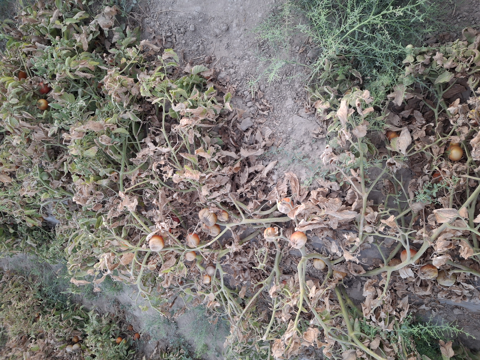 The image depicts a field of tomato plants in Utmayli, Uzbekistan. The plants appear to be in a state of distress, with many leaves dried and brown, suggesting drought or disease. Several ripe tomatoes, some a reddish-orange color and others a lighter orange, are visible on the vines, mixed with withered foliage. The ground is dry and dusty. The overall impression is one of a neglected or failing crop. No people are present in the image.