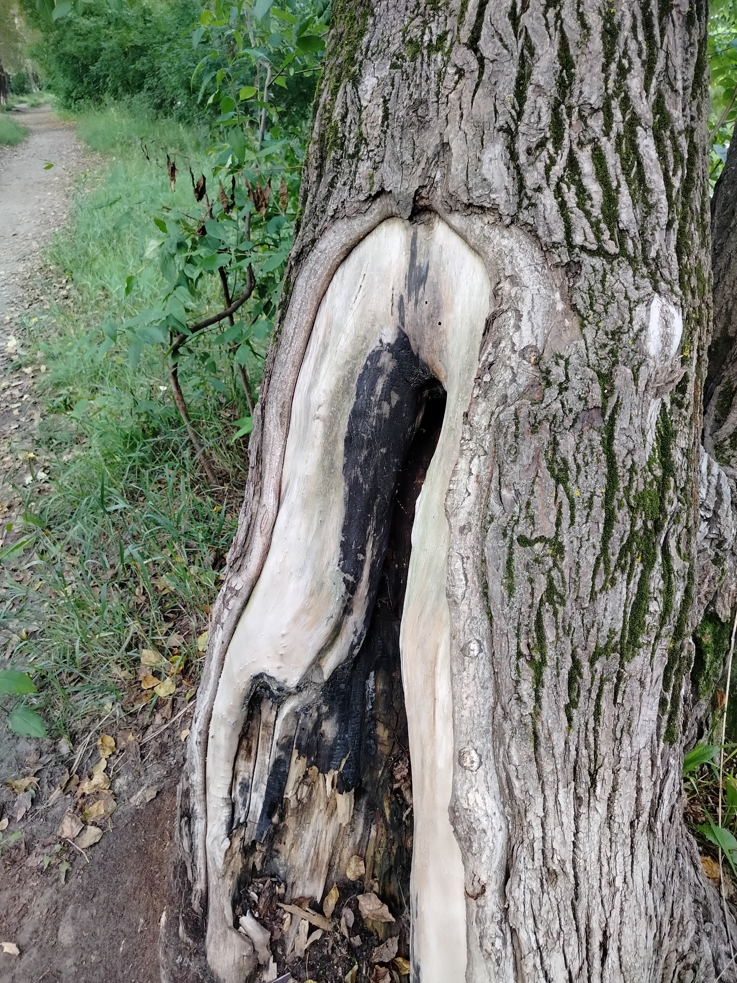 The image shows the trunk of a large tree with a significant cavity. The tree bark is rough and textured, with patches of green moss growing on it. The cavity is dark and appears to be hollowed out, with exposed wood that is lighter in color than the bark, and some areas that are charred black. The tree is situated outdoors, next to a dirt path that is partially covered with fallen leaves. Green foliage and grass surround the tree and path. The lighting suggests it is daytime. The location is described as being in the city of Novosibirsk, Russia.