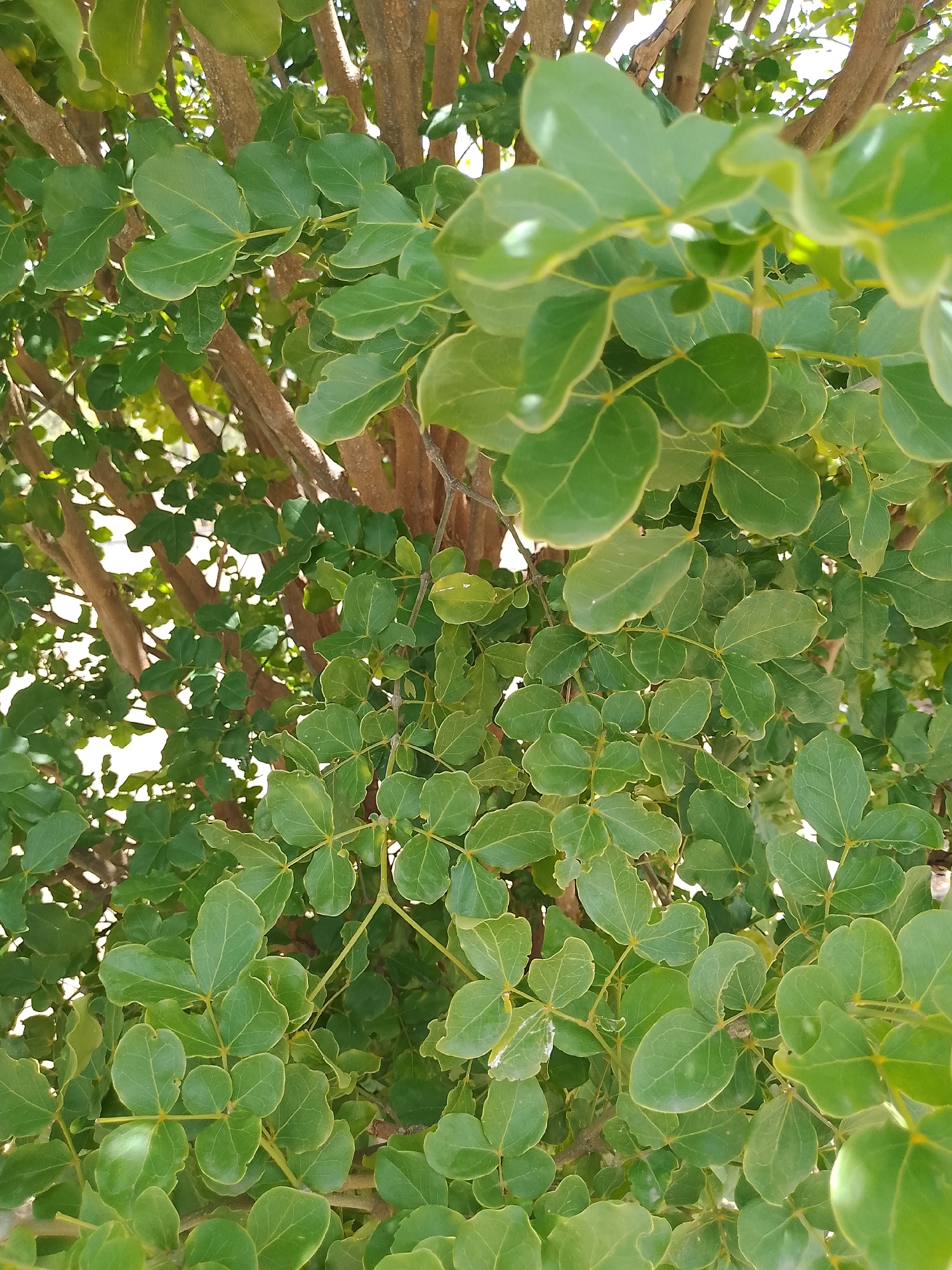 The image is a close-up, eye-level shot of a tree with green leaves and brown branches. The leaves are oval-shaped and appear to be arranged in compound clusters. Some leaves have slight yellowing on the edges and small imperfections, suggesting natural wear. The branches are thin and textured. The background is out of focus, showing more of the tree's structure and hints of sunlight filtering through. The scene is densely filled with foliage, creating a natural, outdoor environment. There are no people or any indication of specific objects or actions beyond the presence of the tree itself. The image was taken in Santa Ana, Venezuela.