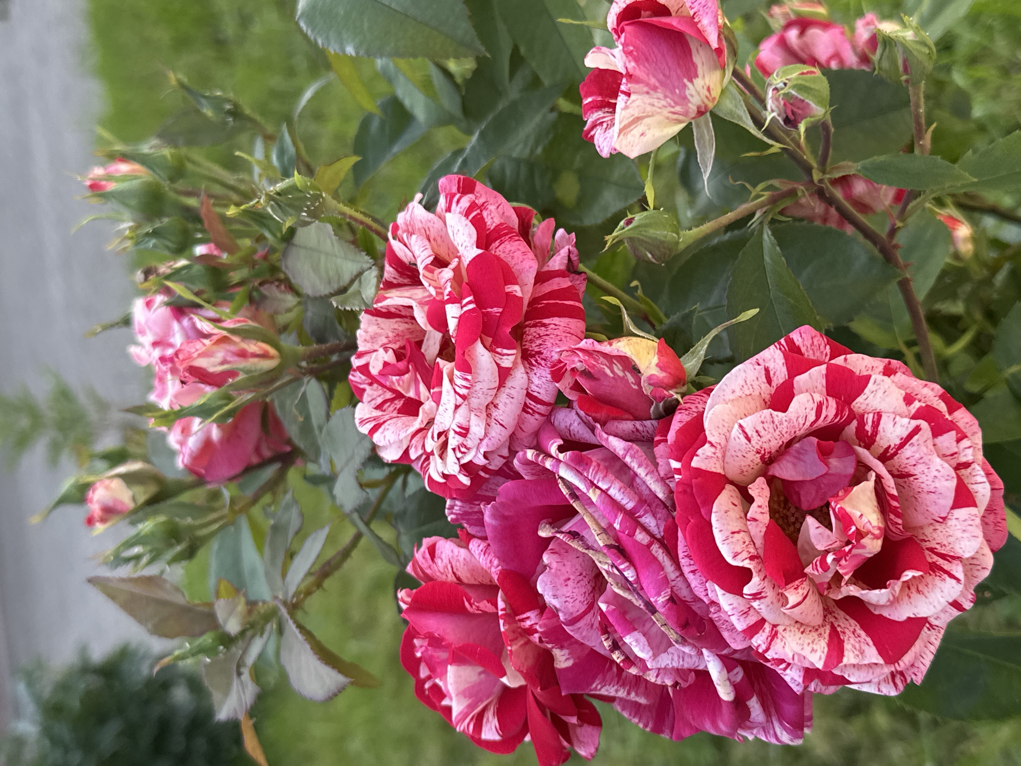A close-up, eye-level shot captures a bush of striped roses in bloom, with red and white petals creating a striking pattern. Several fully opened roses dominate the foreground, their intricate layers of petals visible. Numerous rosebuds, in various stages of development, are interspersed among the blooming flowers and along the branches. The roses are set against a blurred background of green foliage and a hint of a paved surface, suggesting an outdoor setting, possibly a garden or park. The lighting appears to be natural, casting a soft glow on the flowers. There are no people or animals present in the image. The image was taken in Podolsk, Russia.