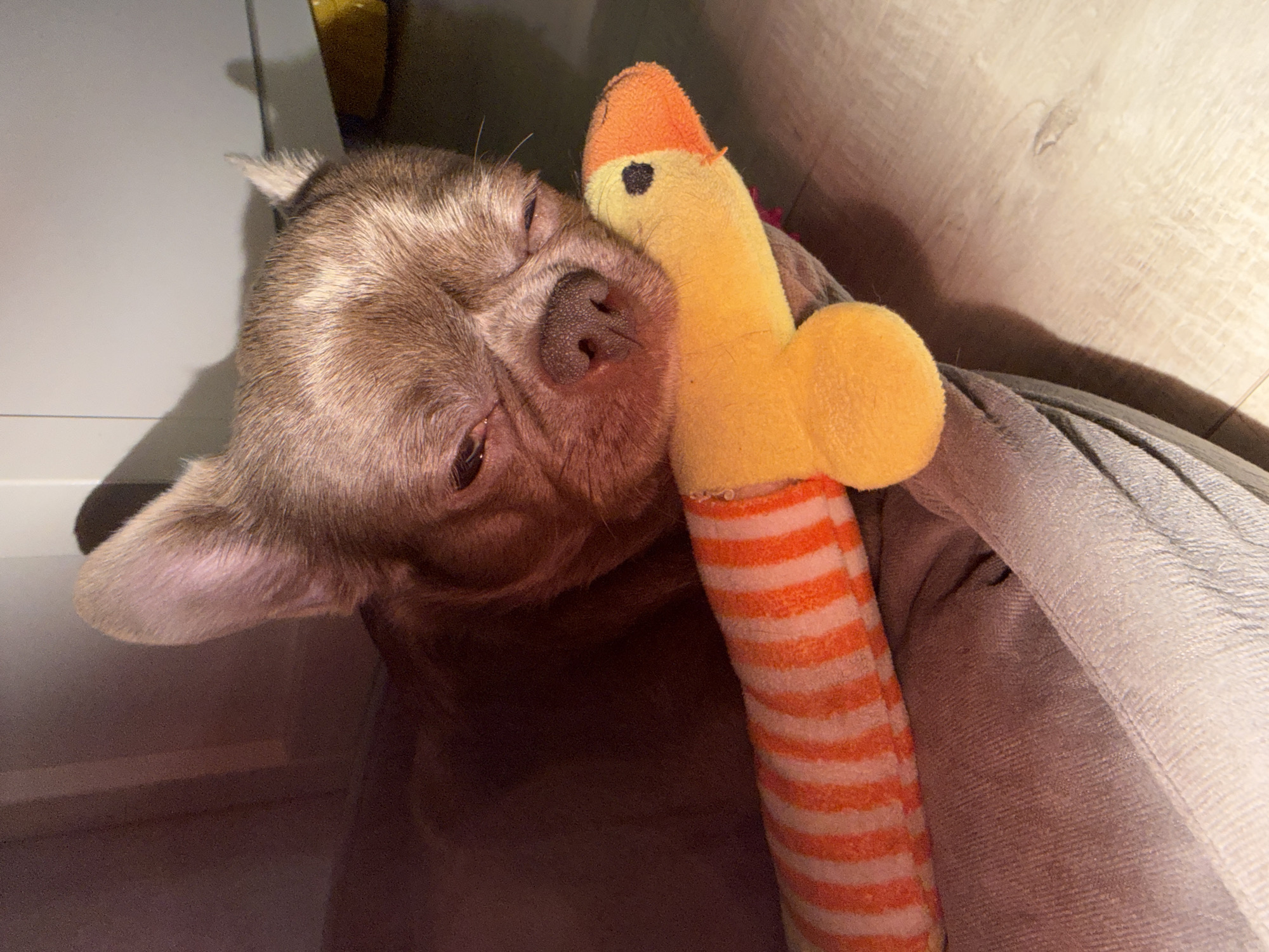 A light brown Chihuahua dog is snuggled with an orange and yellow striped plush toy in the shape of a duck. The dog is lying down and appears to be sleeping. The background is blurry and out of focus. There is no information available about the city of Votkinsk, Russia in this image.
