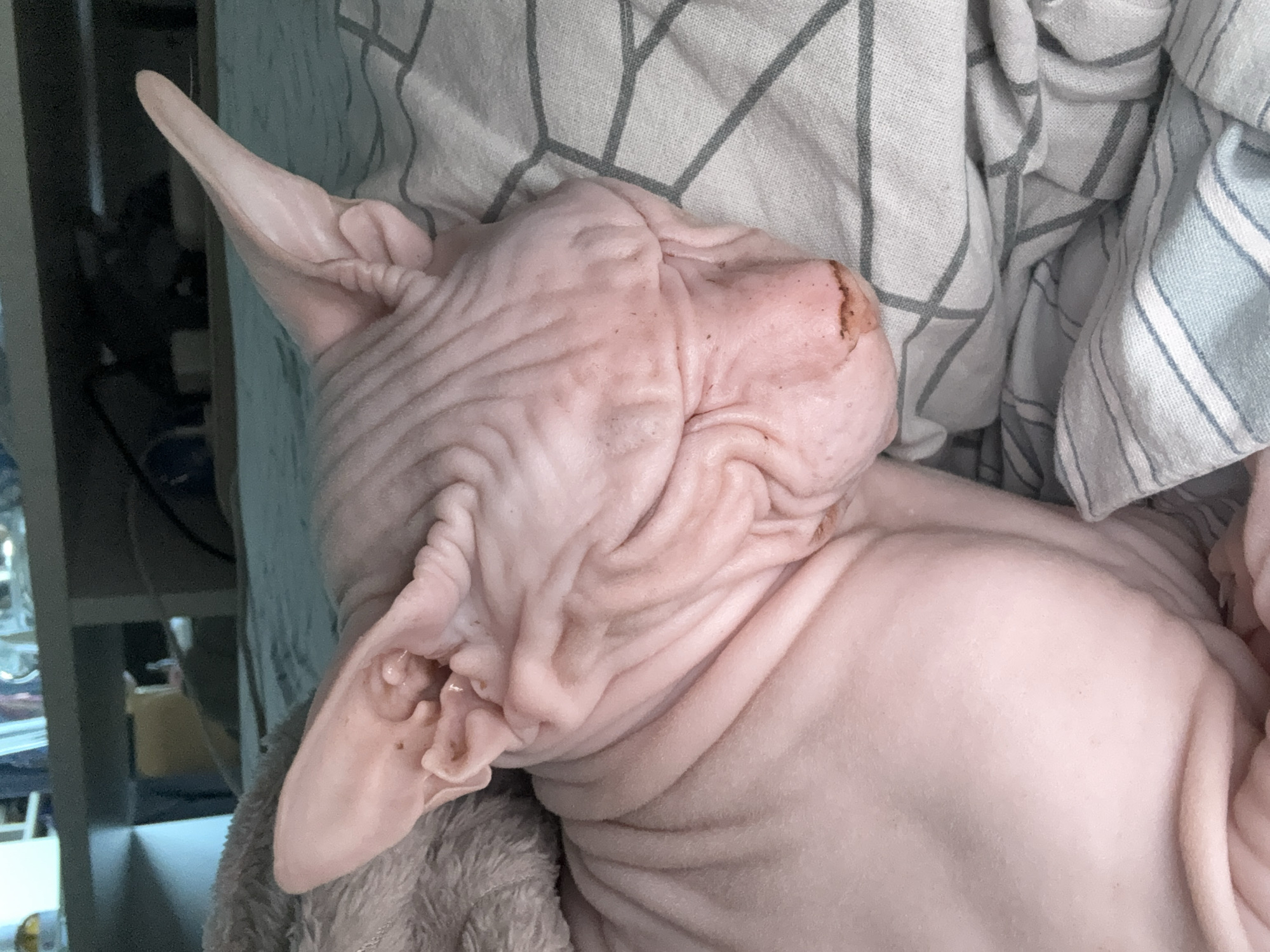 A close-up, medium-shot photograph depicts a sleeping Sphynx cat. The cat is resting on a bed covered with striped linens. The cat's wrinkled skin is light pink in color.
The location is not mentioned in the image, therefore location information cannot be included in the description.