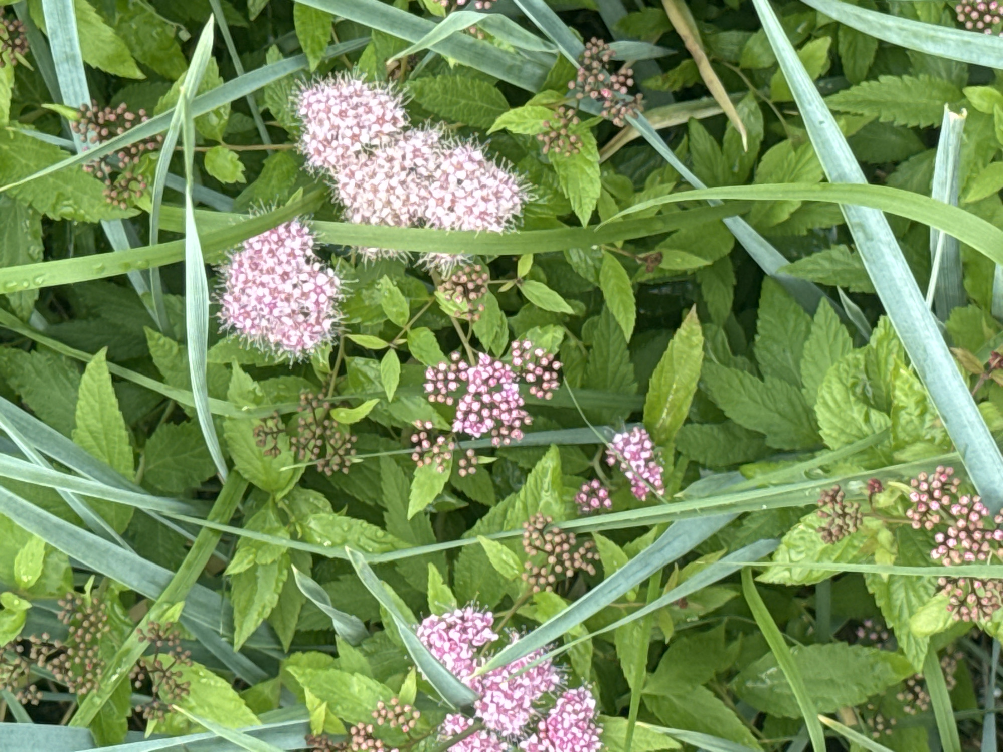 The image shows a close-up view of pink flowers and green foliage, interspersed with long, thin blades of grass. The flowers are small and clustered together, forming round or elongated shapes. The leaves are a vibrant green, some appearing slightly wet, suggesting recent rain or dew. The overall scene is one of natural greenery and blooming flowers, creating a lush and somewhat dense visual. The blades of grass, with their pale green to bluish-green hue, arc across the frame, adding a dynamic element to the composition.
The image does not depict any people or discernible objects beyond the natural elements. There is no clear indication of an activity or event taking place; it appears to be a still, natural setting. The time of day is not specified, but the lighting suggests it could be daytime, possibly overcast given the diffused light. The location cue is provided as Izhevsk, Russia, which, combined with the flora, could indicate a temperate climate. There is no visible text within the image. The overall mood conveyed is one of natural beauty and tranquility, focusing on the intricate details of the plant life.