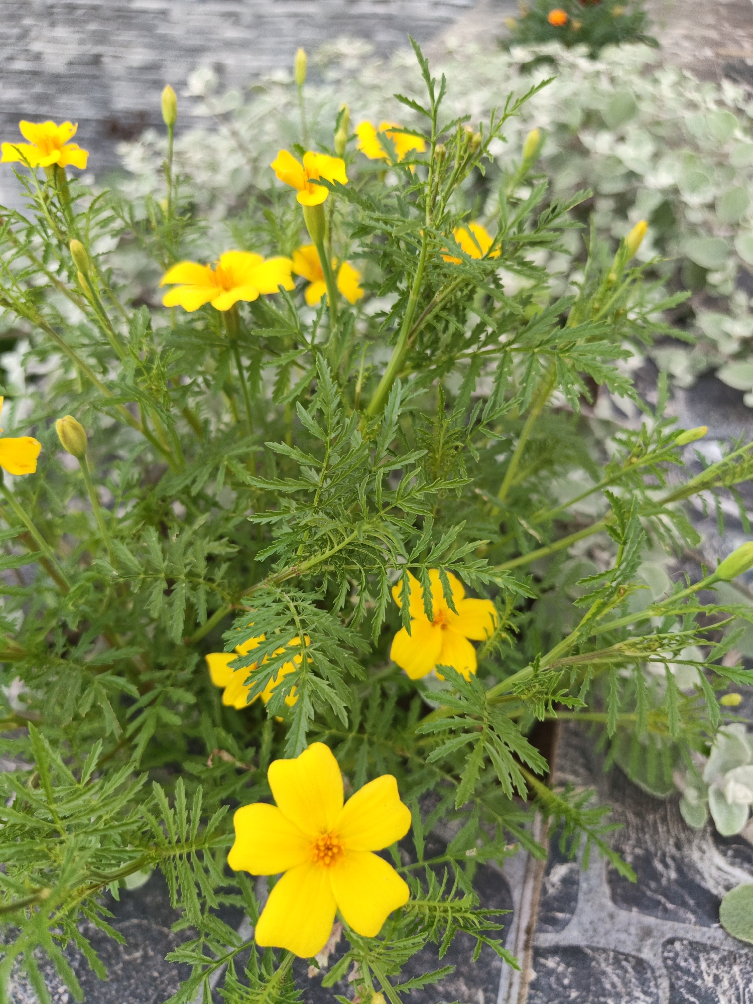 The image shows a close-up of bright yellow marigold flowers with finely textured green leaves. The flowers are the primary subjects, with several in focus and others blurred in the background. Some buds are also visible among the foliage. The flowers are growing in what appears to be an outdoor setting, possibly a garden or flowerbed, with a textured grey surface visible at the bottom of the frame, resembling paving stones or a stone-tiled surface. In the far background, there is a blurred expanse of lighter green foliage and a hint of orange flowers. The lighting suggests it is daytime. The location is identified as Лосева, Belarus.