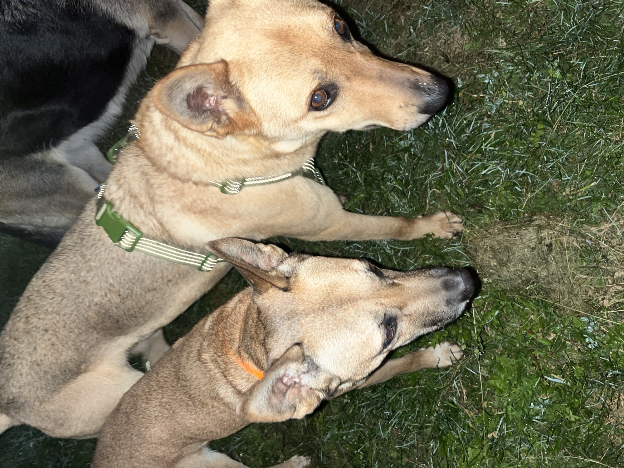 In Nizhny Tagil, Russia, two dogs are positioned on a grassy area. The dog in the foreground, on the left, is a light brown canine with its head turned towards the viewer. It has an orange collar around its neck. To its right and slightly behind, a second dog, also light brown, is facing forward. This dog is wearing a green harness with reflective stripes. A third dog, mostly obscured, is visible in the upper right background, appearing to be a dark-colored breed such as a German Shepherd or Husky. The ground is covered in green grass, with some dry patches and fallen leaves scattered throughout. The lighting suggests it is either nighttime or dusk, with the flash of a camera illuminating the scene.