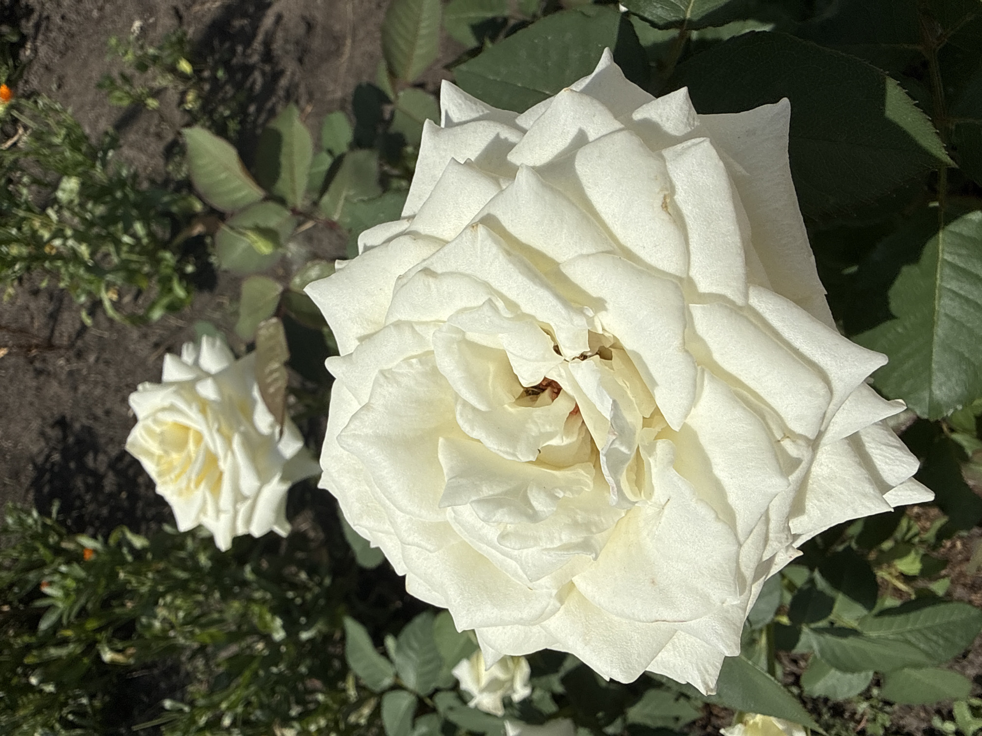 A close-up, eye-level, medium shot captures a lush white rose in full bloom, dominating the foreground of the image. The rose, with its numerous layered petals, exhibits a soft, creamy white hue, with subtle hints of pale yellow at its center. The petals are delicately textured and slightly unfurled, revealing a glimpse of the rose's inner structure. To the left and slightly behind the main rose, another white rose is visible, its petals also appearing light and airy.
The roses are set against a backdrop of rich, dark soil, interspersed with vibrant green foliage. The leaves of the rose bush are a deep, verdant green, some catching the sunlight and casting shadows on the soil. In the background, out of focus, are hints of other plants and greenery, suggesting a garden setting. The lighting appears to be natural daylight, casting soft shadows and highlighting the textures of the rose petals. The overall impression is one of natural beauty and tranquility. The location is Unknown, Unknown.
