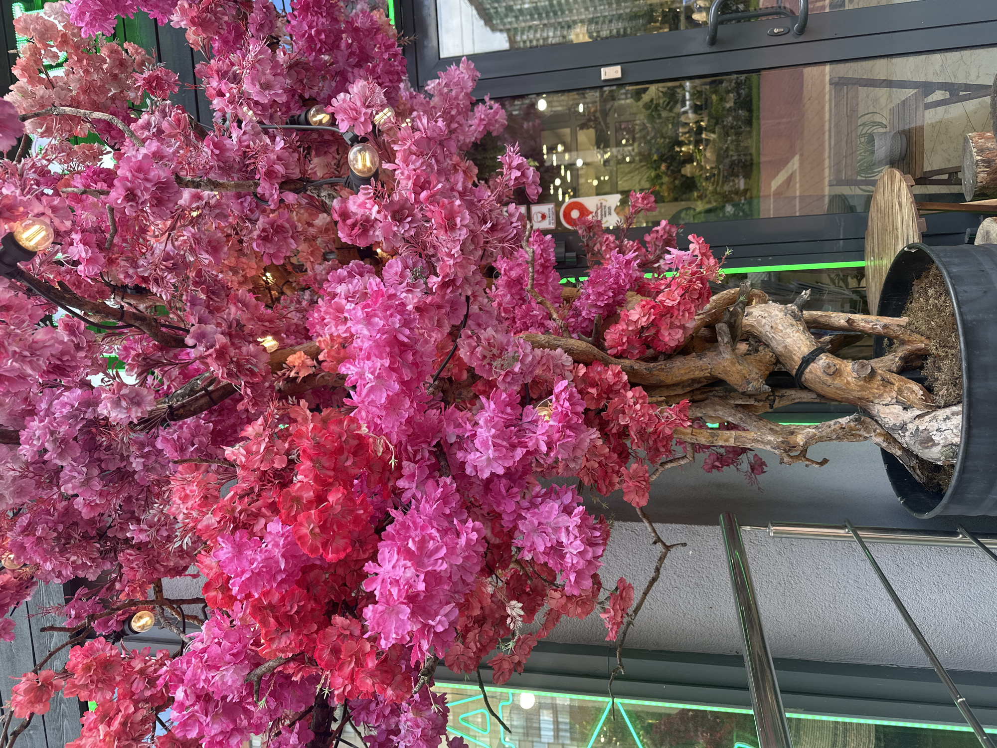 A close-up, eye-level shot captures a large, artificial cherry blossom tree with abundant pink and red flowers, situated outdoors in front of a building with a glass entrance. The tree is in a black pot filled with soil and moss. Its gnarled, exposed roots and branches are a prominent feature. Several Edison-style light bulbs are strung through the branches, some illuminated. A metal railing runs along the left side of the image, and a window to the right reflects the surrounding environment, including buildings and a street. A small round wooden table and a wooden stool are visible to the right of the tree. The scene appears to be in a commercial area.