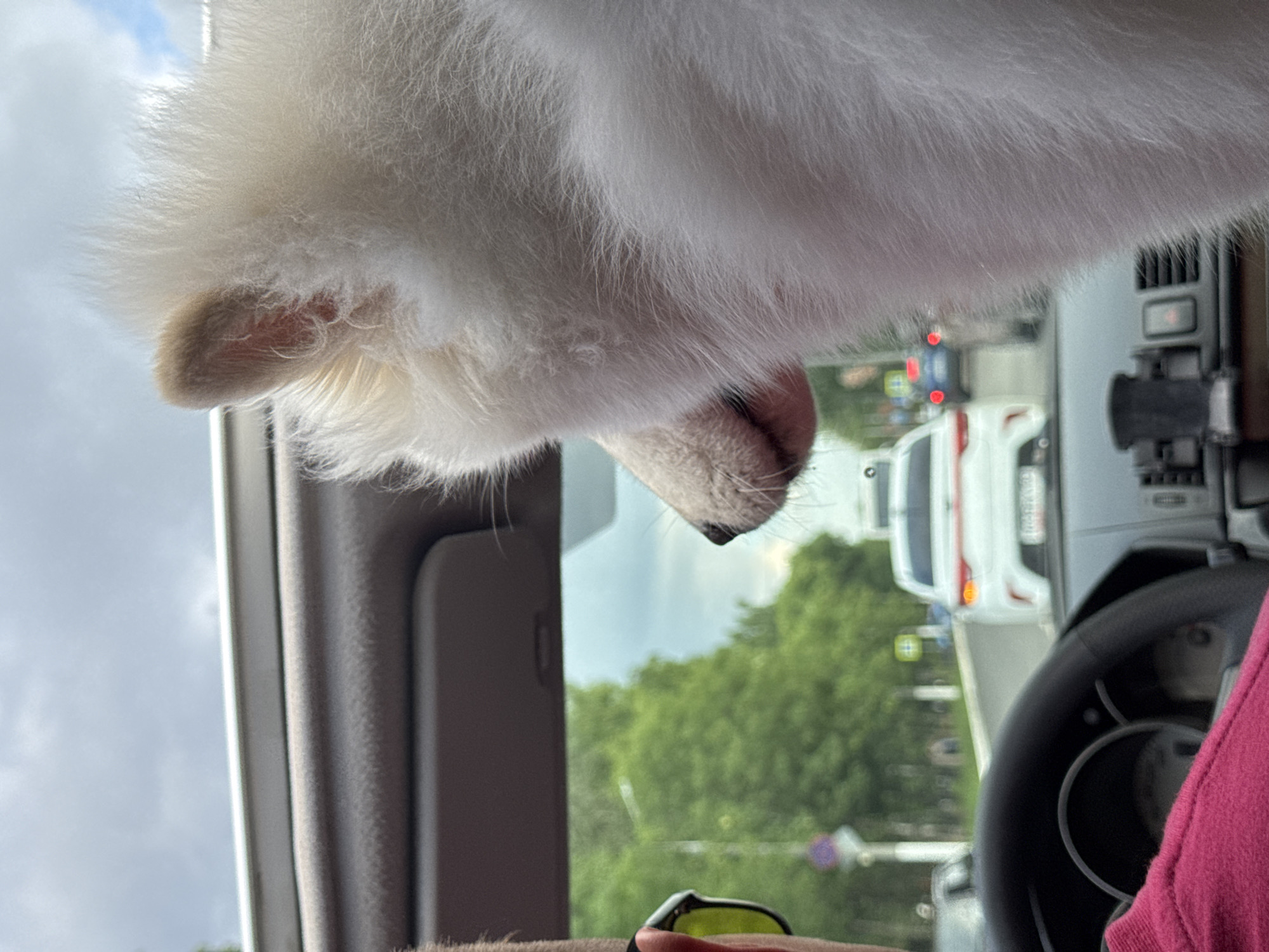 The image shows a close-up view from inside a car, looking forward through the windshield. A fluffy white dog, likely a Samoyed, is positioned in the foreground on the right side of the frame, with its head and snout visible. The dog appears to be looking out the windshield. A person wearing a bright pink shirt and sunglasses is partially visible on the left, appearing to be the driver. The car is in traffic, with other vehicles and trees visible through the windshield. The sky is overcast. The location appears to be a street in Chaikovsky, Russia, indicated by traffic signs and the presence of a white sedan with Russian license plates. The overall scene depicts a person and their dog traveling in a car on a city street.