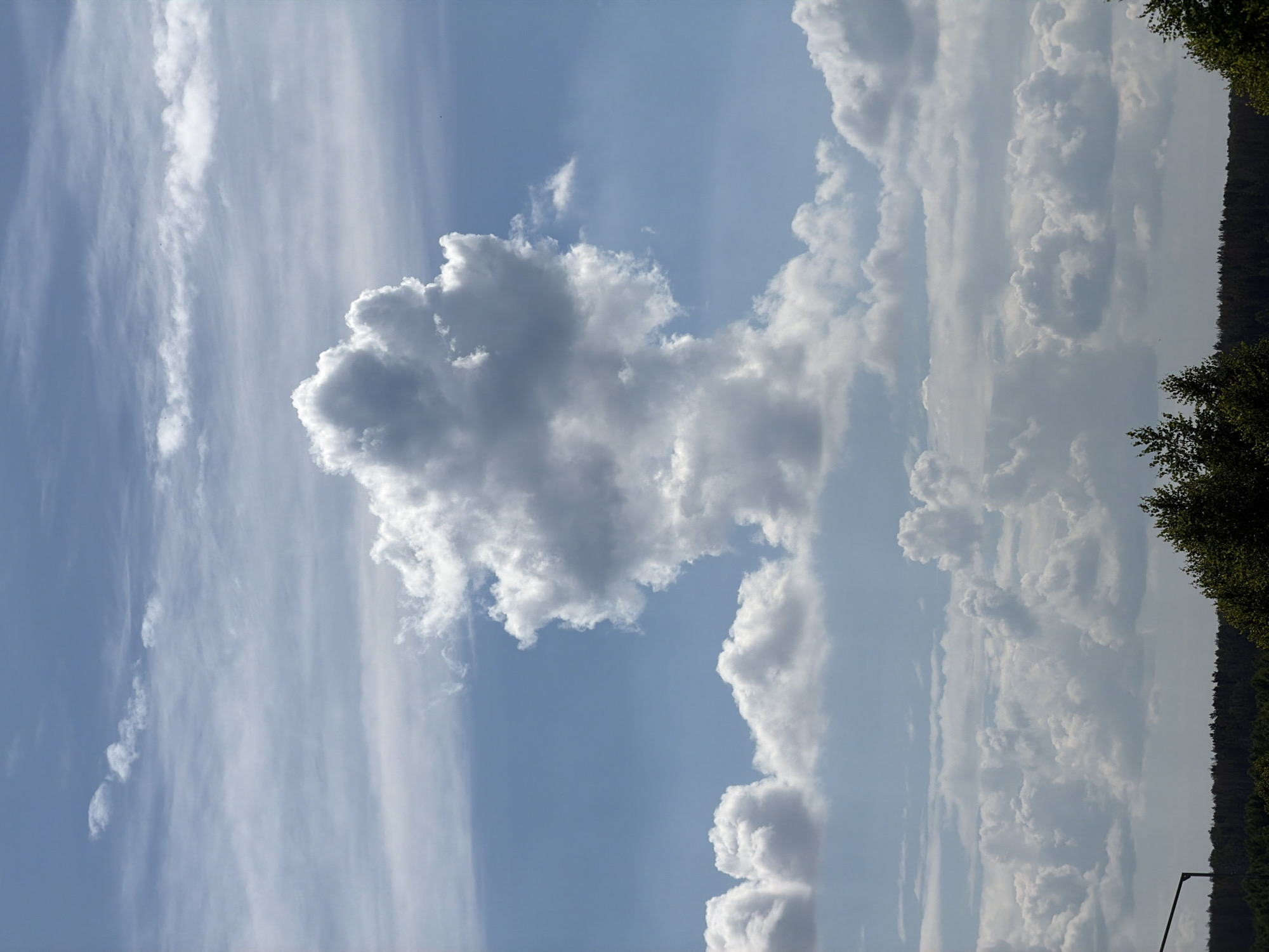 A photograph taken from ground level, looking up at a blue sky filled with white and grey clouds. A dense line of dark green trees forms the horizon, with a hint of a dark pole structure on the left side of the image. The central focus of the image is a large, puffy white cloud that resembles a figure, perhaps a person or an animal, against the lighter sky. The lighting suggests it is daytime.