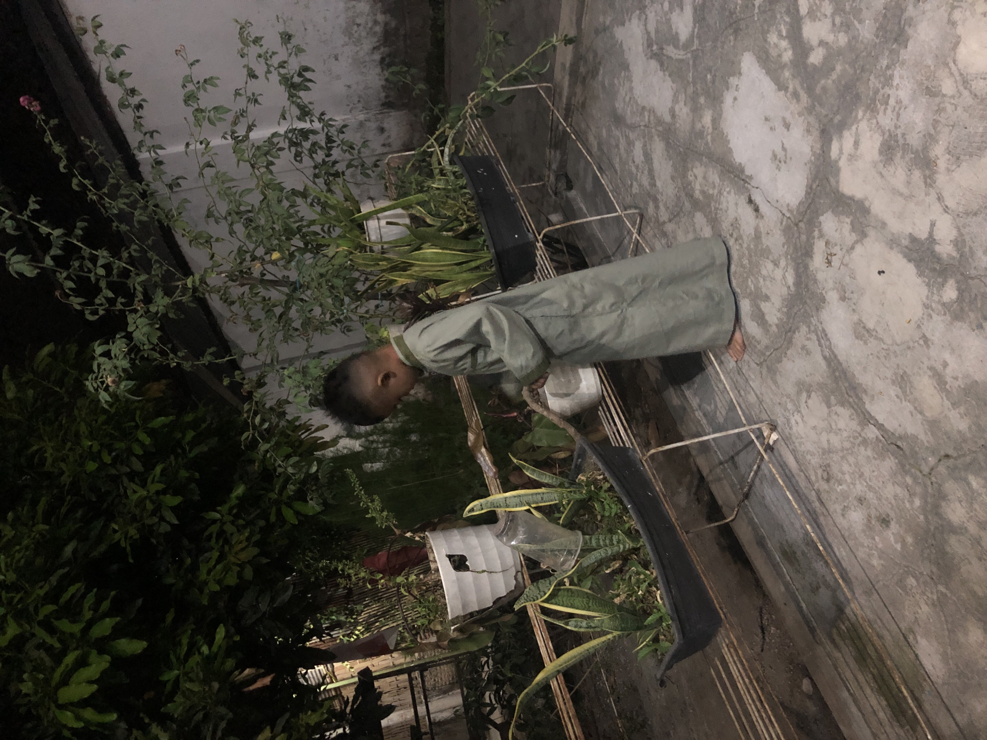 In Tenggilis Rejo, Indonesia, at night, a young boy wearing a light green robe is watering plants in a garden. He stands on a concrete patio, facing right, with a small white watering can in his hands. The boy's gaze is directed downwards towards the plants. He is dressed in traditional attire with a long, flowing robe that reaches his ankles. In the background, several potted plants are visible, including a long, dark planter filled with snake plants. A white cylindrical pot sits behind the dark planter. A rose bush with a single pink bloom climbs along a wall in the upper right corner of the image. The scene is illuminated by ambient light, casting soft shadows on the patio and the surrounding vegetation.