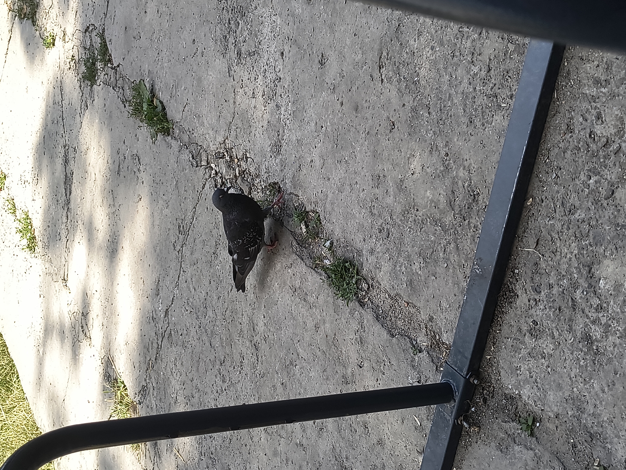 A dark-colored pigeon stands on a cracked concrete surface with patches of grass growing in the cracks. A dark metal pole is visible on the left side of the image, and a horizontal metal bar is in the foreground. Sunlight casts shadows across the concrete. The scene appears to be in an outdoor public space in Rivne, Ukraine.