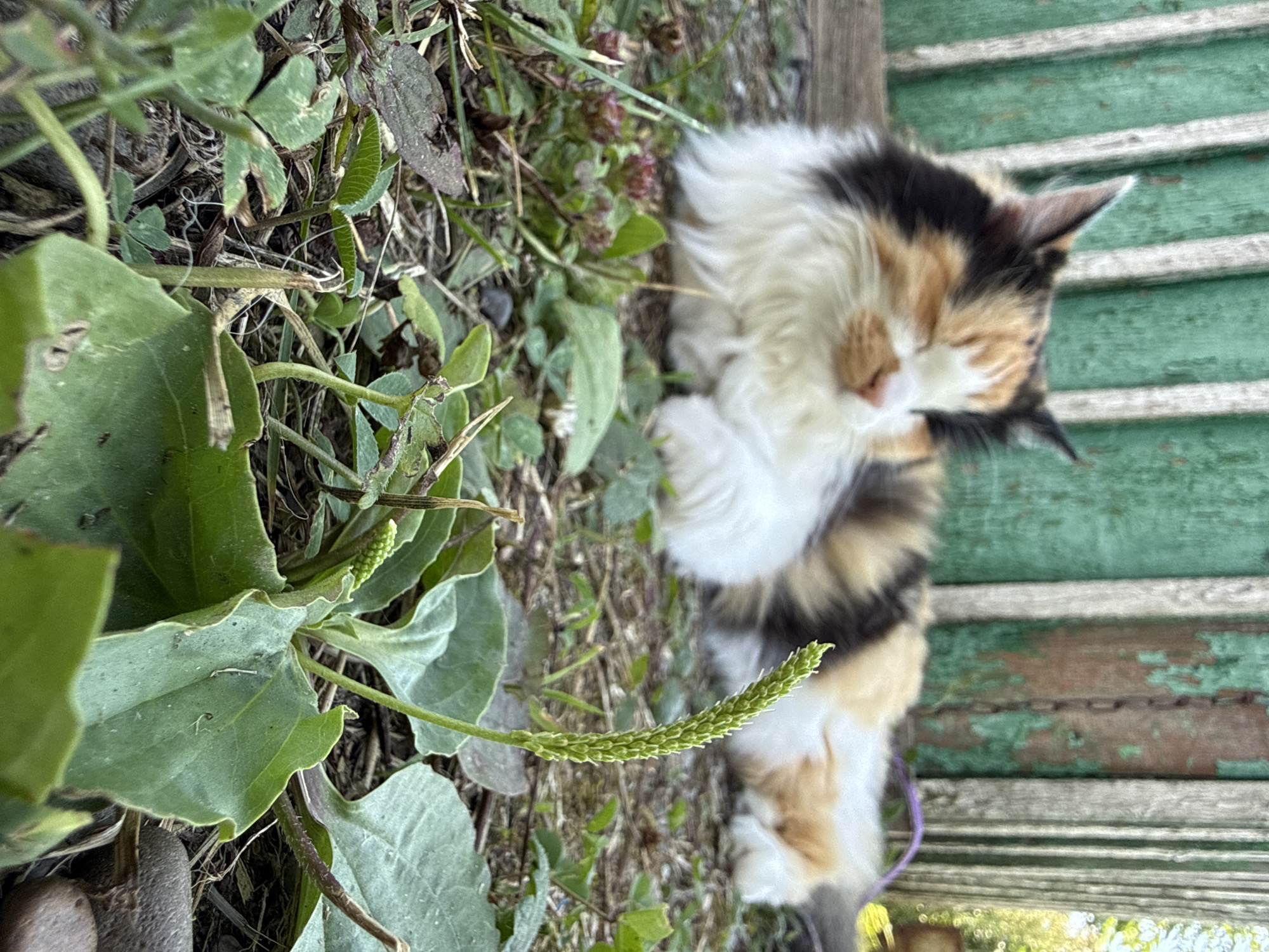 A calico cat with its eyes closed rests on the ground near a weathered green wooden fence. In the foreground, a plant with broad green leaves and a tall, green flower stalk is in focus. The environment appears to be outdoors, possibly a backyard or garden. The lighting suggests it is daytime.
