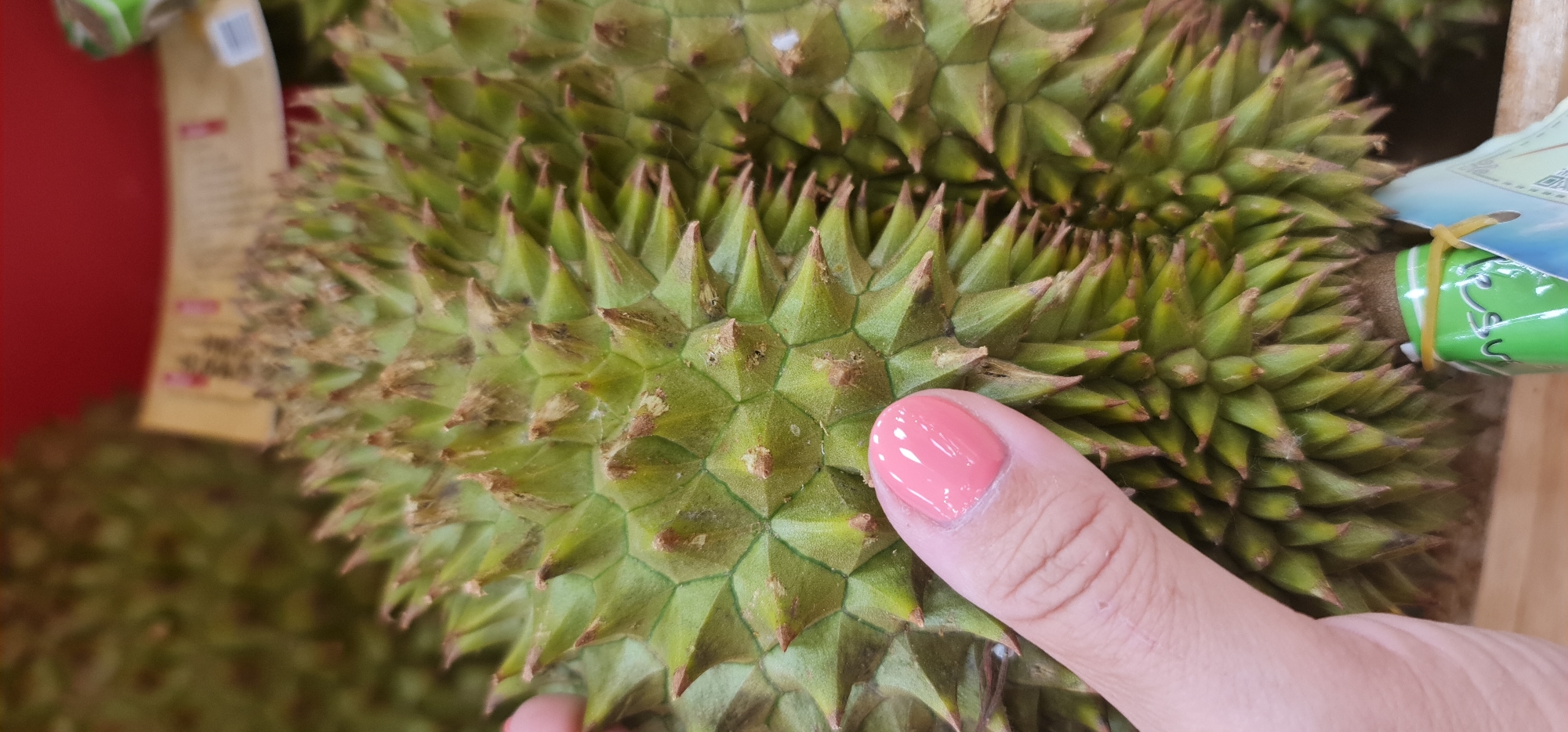 A close-up shot shows a person's finger touching the skin of a durian fruit. The durian is green and covered in sharp spikes. The person's finger has pink nail polish. The background is blurred and shows other durians and possibly other items for sale. It is highly probable that the image was taken in Đà Nẵng, Vietnam, because it is a popular tourist destination with many durian stalls.