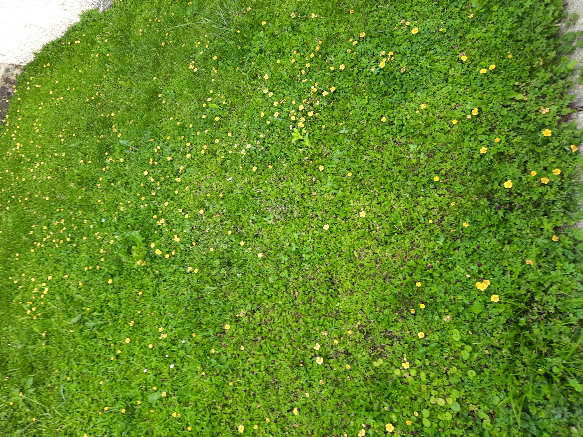 The image is a ground-level shot of a grassy lawn with small yellow wildflowers scattered throughout. The lawn appears to be well-maintained, with a mix of grass and clover. The overall impression is one of a natural, slightly wild garden space. The image does not depict any specific landmarks or context that would allow for precise location identification within Rosenheim, Germany. No people or specific objects are visible.
