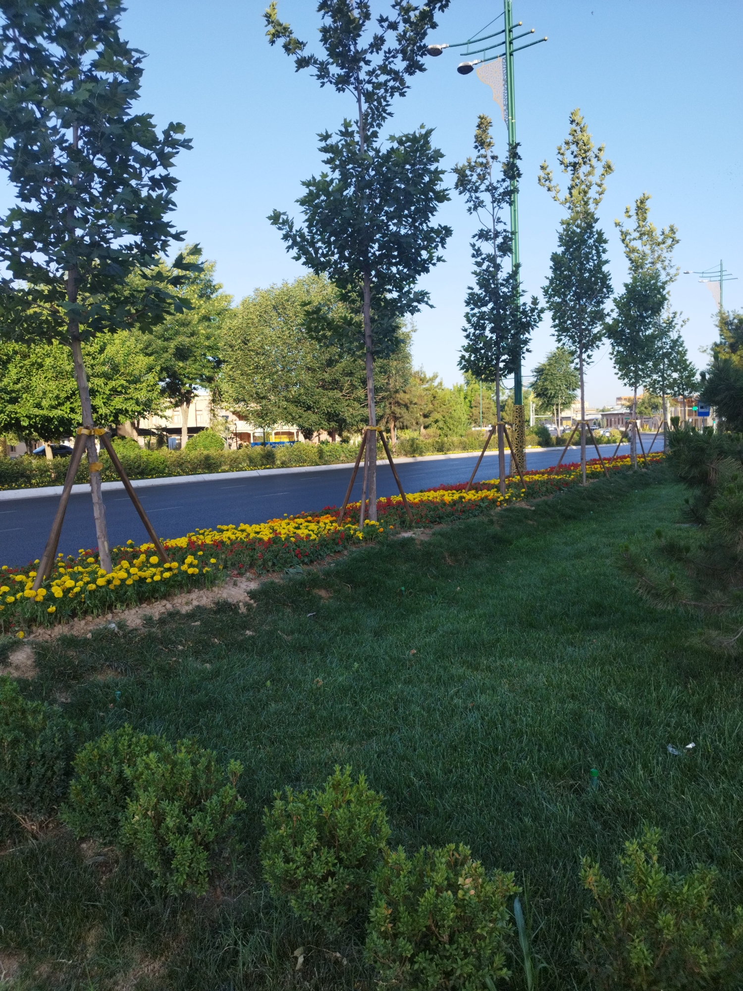 A street lined with young trees and flower beds is pictured under a clear blue sky. The trees, supported by wooden stakes, stand along the side of a dark asphalt road. A vibrant border of yellow and red flowers runs along the edge of the road. Beyond the road, buildings are visible, suggesting an urban setting. The foreground features a well-maintained grassy area with a few small, manicured bushes. The overall scene depicts a pleasant, landscaped streetscape.