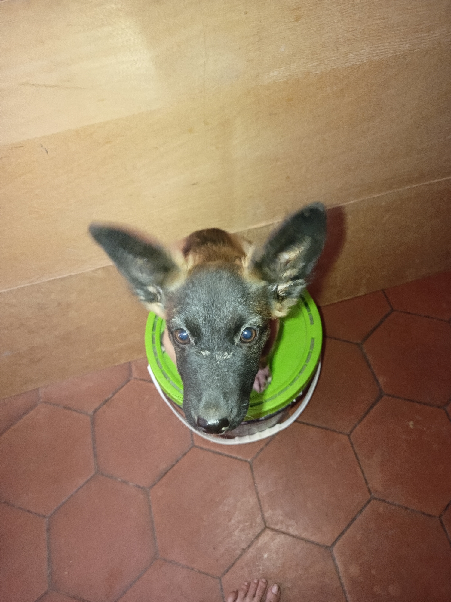 A high-angle shot shows a dog inside a bucket. The dog has a dark gray muzzle and large, pointed ears. The dog is looking up at the camera. The bucket is white with a green lid. The background consists of a wall and a floor. The wall is made of wooden planks. The floor is made of red hexagonal tiles. A person's foot is visible at the bottom of the frame. The location is unknown.