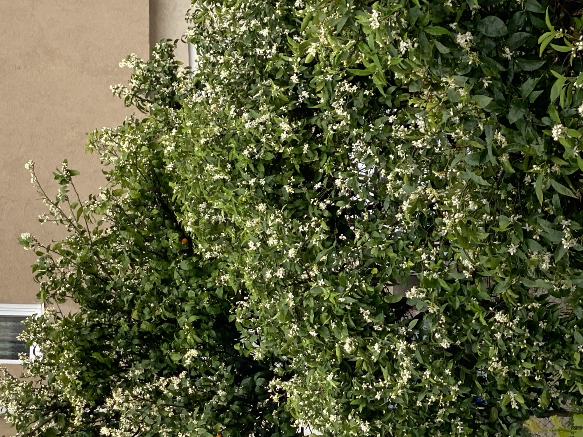 The image displays a densely flowering tree, likely a citrus variety, in full bloom. The tree dominates the frame, showcasing countless small white flowers abundantly scattered among vibrant green leaves. A few small, round orange fruits are partially visible, nestled within the foliage, confirming the tree's type.
In the background, to the left, parts of a building are visible. It features a light beige or tan-colored wall and a white-framed window. Another lighter, vertical structure, possibly a pipe or column, can be seen through the branches on the right side.
The scene is an outdoor setting, well-lit by natural daylight, suggesting it is daytime. There are no individuals present, nor any specific activities taking place other than the natural blooming of the tree. No text is visible in the image. This flourishing natural scene is located in Budva, Montenegro.