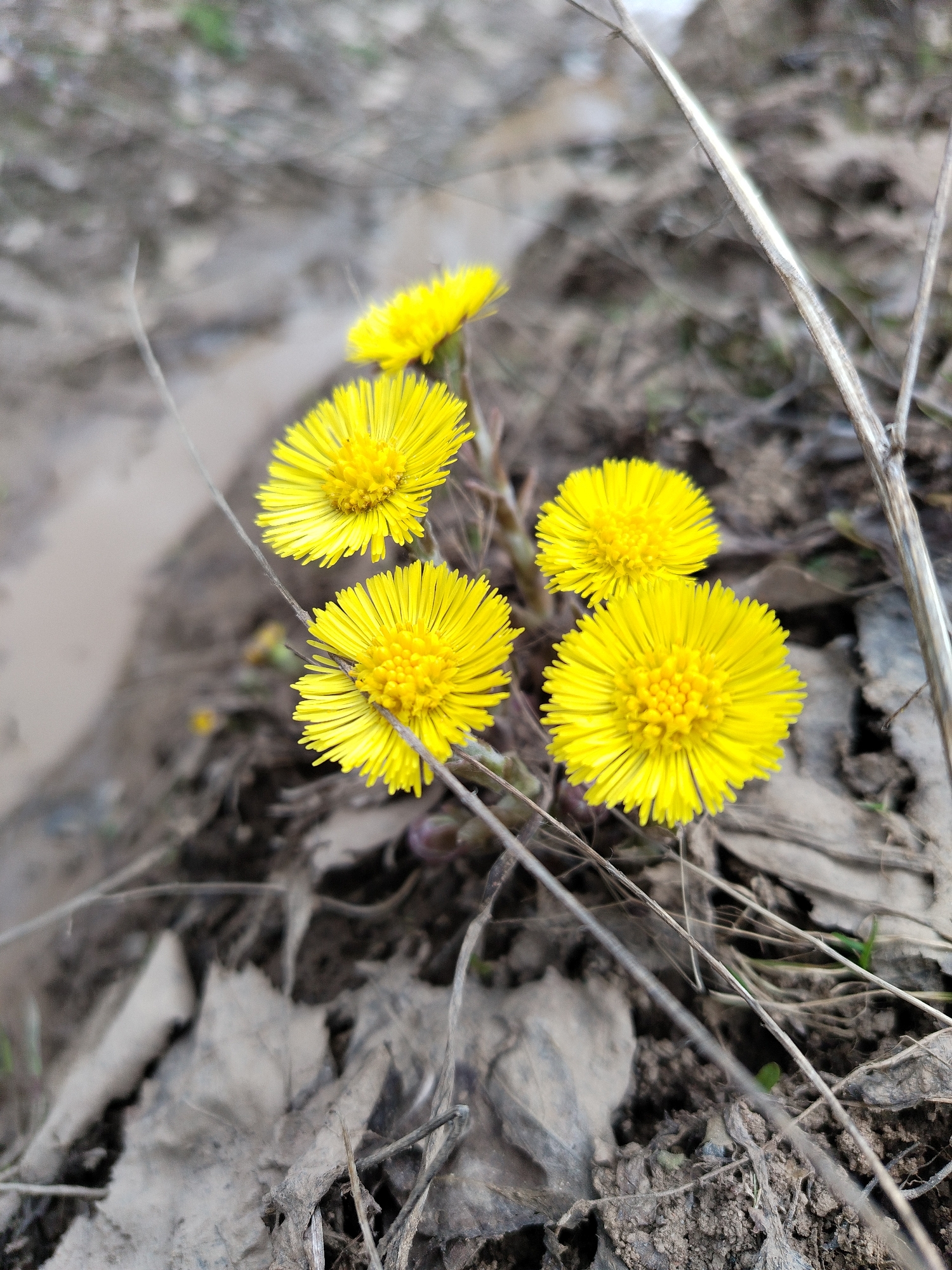 The image shows a close-up of five bright yellow Coltsfoot (Tussilago farfara) flowers blooming amidst a patch of mud, decaying leaves, and thin, dry twigs. The flowers are the focal point, with their vibrant color contrasting against the muted tones of the surrounding environment. The background is blurred, suggesting a shallow depth of field. Based on the location information (Chaikovsky, Russia), it's likely early spring, as Coltsfoot is one of the first flowers to appear after the snow melts. There are no people visible in the image. The subject is clearly the flowers and their immediate surroundings. The environment indicates a natural setting, potentially a disturbed area near a stream or puddle.