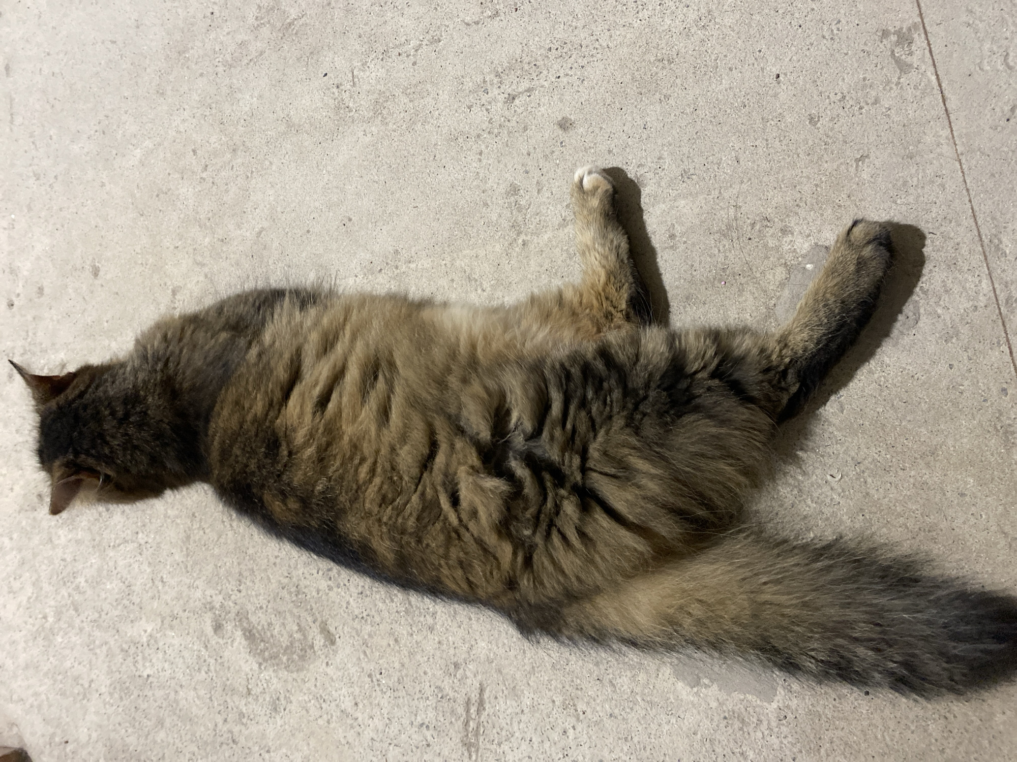 An adult, long-haired tabby cat is lying on its side on a light-colored, concrete surface. The cat is facing away from the camera, with its head and upper body towards the top of the frame and its tail extending towards the bottom. Its fur is a mix of brown, black, and tan stripes, with some lighter fur on its belly and paws. One of its front paws is extended, with white fur on the toes. The concrete surface appears to be outdoors, possibly a sidewalk or patio, with some faint shadows cast on it. The lighting suggests it is daytime. The environment is a neutral, outdoor urban setting, with no other distinguishing features visible.
