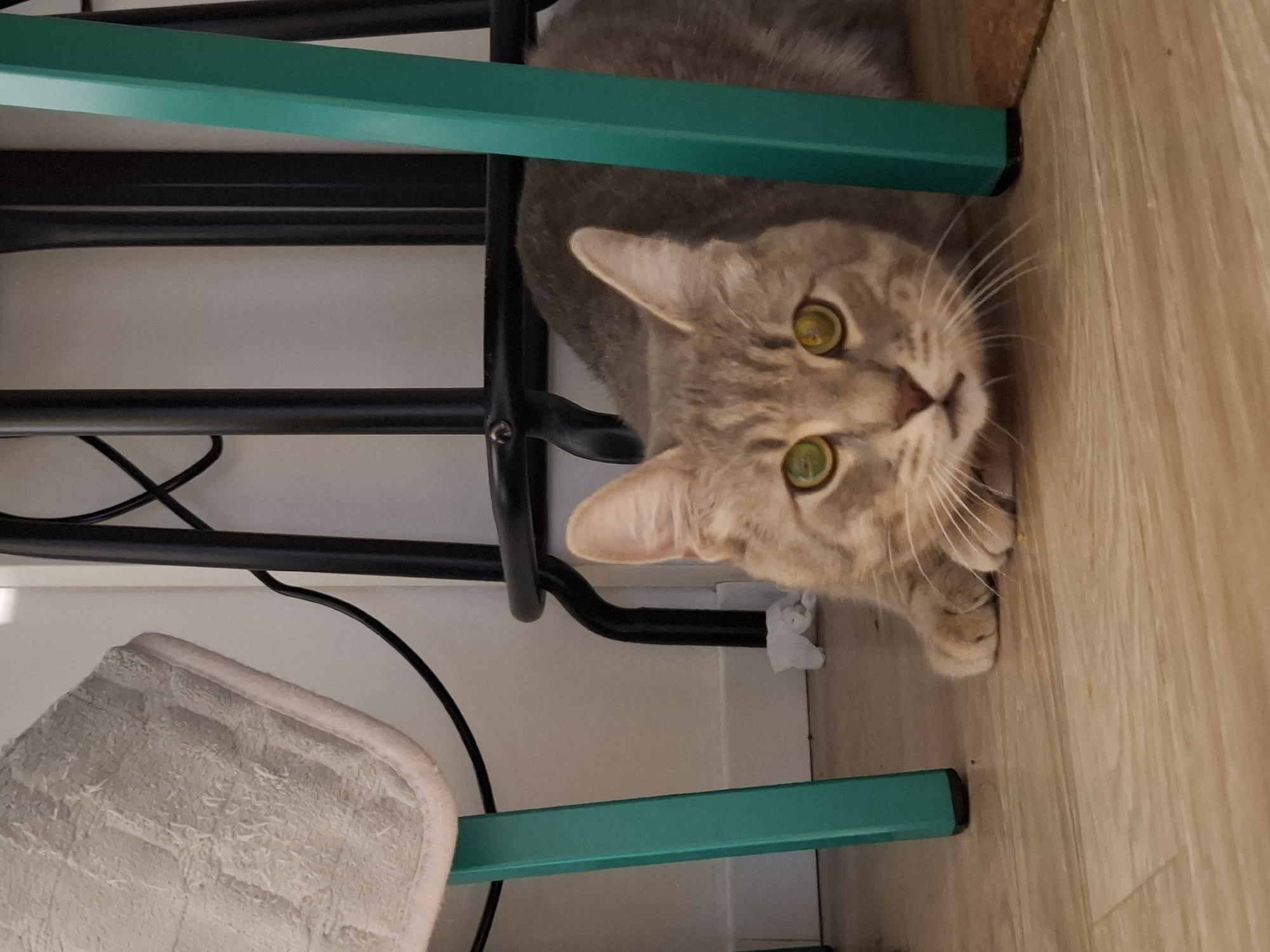 A light brown tabby cat with bright green eyes is in a low crouch on a light wood-plank floor. The cat is partially obscured by the legs of two chairs, one with a black metal frame and seat, and another with a teal metal frame. A light-colored, textured cushion is visible on the seat of the chair with the black frame. A black power cord snakes along the wall behind the cat, and a small piece of white tissue paper is on the floor near the wall. The scene appears to be indoors, likely in a residential setting.