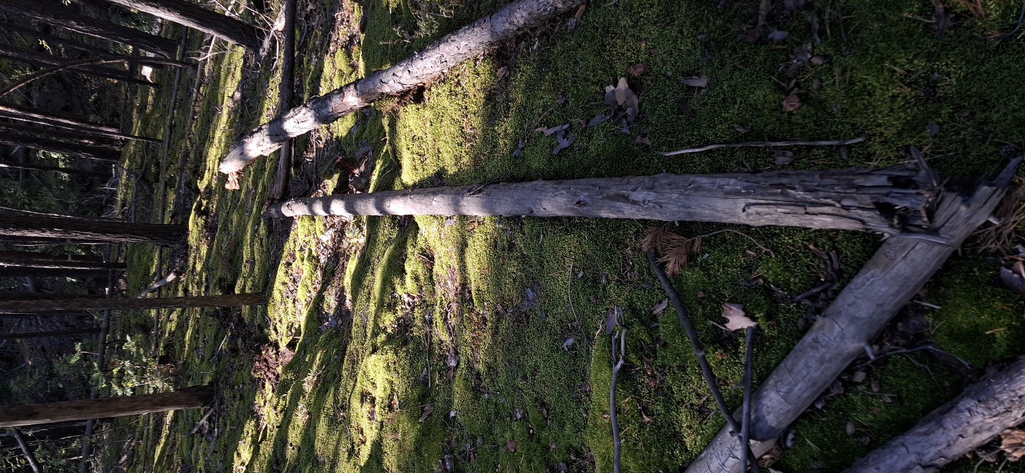A forest scene in Peredovoi, Russia, shows a moss-covered forest floor dappled with sunlight and shadow. Several fallen logs lie on the ground. One prominent log, grey and weathered, lies horizontally in the foreground, extending from the bottom left towards the center of the image. Another larger log, also grey and textured, rests diagonally from the middle right to the upper right. In the mid-ground, a long, grey log lies horizontally, partially obscured by the moss. The background reveals a dense forest of tall, slender trees with dark trunks, casting long shadows across the mossy terrain. The overall impression is one of a natural, undisturbed forest environment.