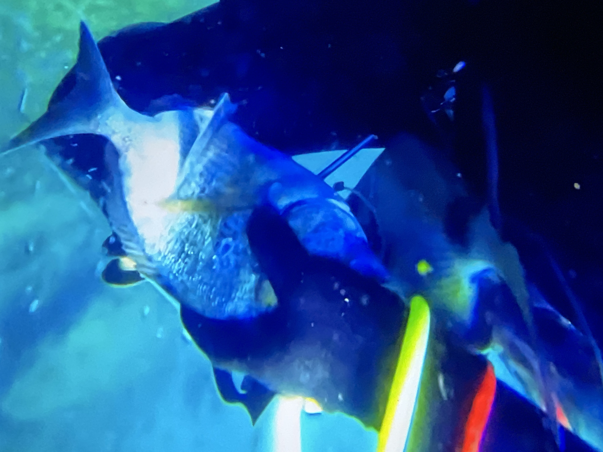 The image depicts an underwater scene, likely within an aquarium or marine environment, with a focus on marine life and a diver. The dominant colors are shades of blue and green, indicative of water and underwater lighting.
In the foreground, a large fish, possibly a grouper or similar species, is prominently featured. Its scales are visible, and its body appears streamlined and powerful. The fish is positioned in the center of the frame, with its head angled slightly to the left. Its mouth is partially open, and its eyes are dark. The fish is interacting with what appears to be a diver, whose dark-suited form is visible to the right and partially obscured by the fish. The diver's gloved hand might be near the fish, suggesting an interaction, perhaps feeding or examination.
In the lower left of the image, there are streaks of bright light in red and yellow-green, possibly from artificial lighting or illumination tools used by the diver. These lights cast reflections on the fish and the surrounding water, creating a vibrant and dynamic effect.
The background is a blur of blue and green, with some scattered white specks that could be bubbles or suspended particles in the water. The overall impression is one of an organized, possibly educational, underwater environment.
Regarding the location in Casablanca, Morocco, there is no visual information within the image that specifically indicates this city. The scene could be from any aquarium or marine research facility globally.