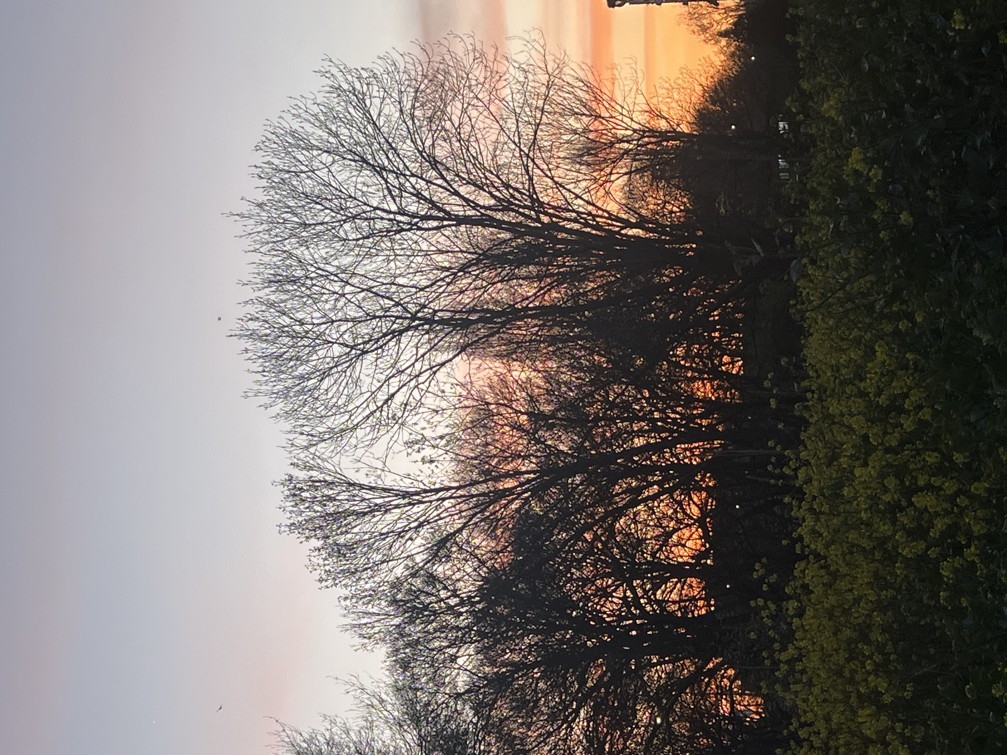 The image shows a line of bare trees silhouetted against a pastel-colored sky, transitioning from light grey to orange at the horizon. Dense green foliage is visible on the right side of the frame. The photograph is oriented vertically, and the location is Unknown, Unknown.