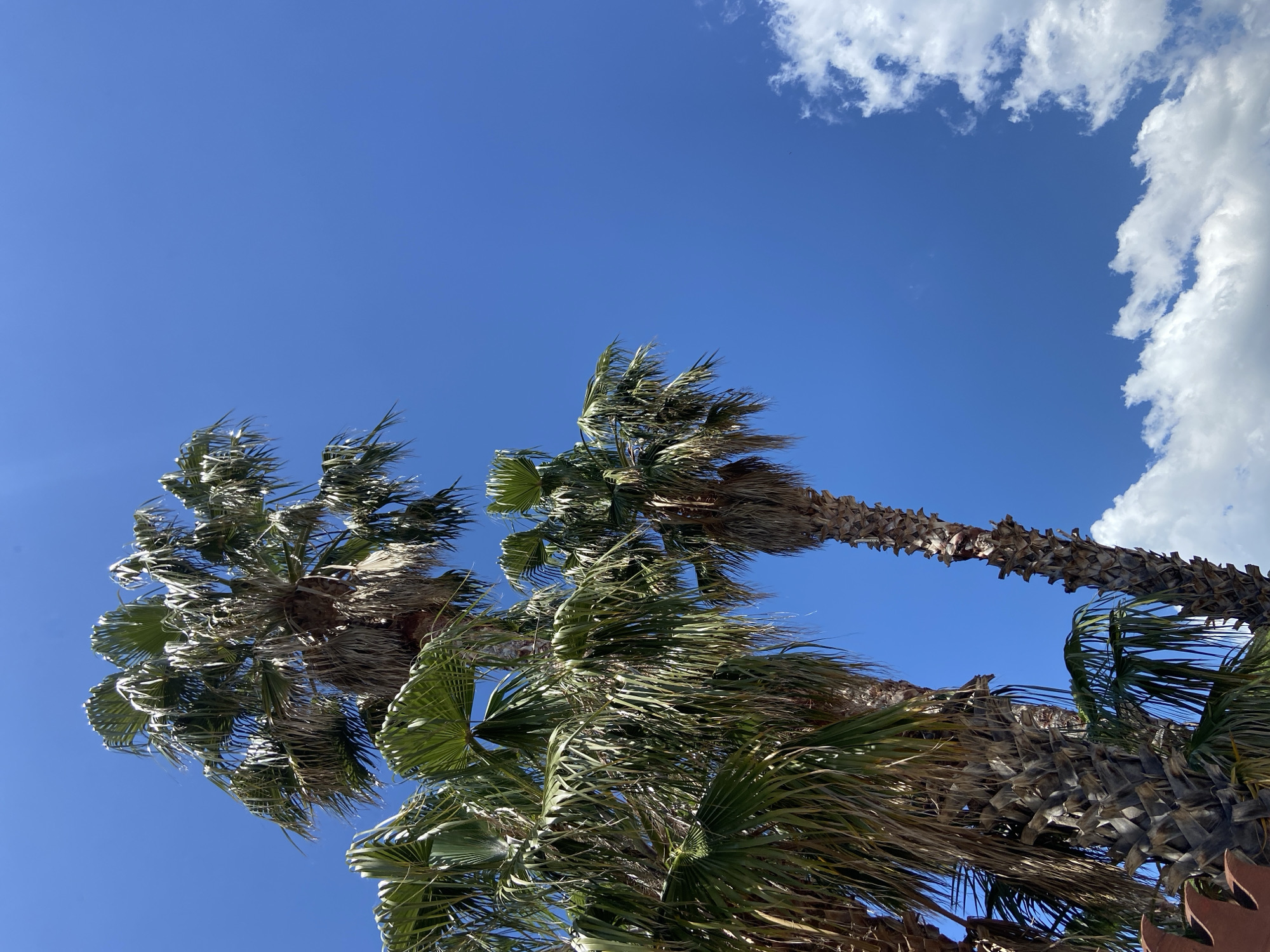 The image captures an upward view of several palm trees against a clear blue sky with some white clouds in the upper right corner. The palm trees dominate the lower portion of the frame, their fronds appearing slightly windswept. The trunks are textured and brown. The scene is bathed in bright daylight. Considering the presence of palm trees, the image likely portrays a location in a warm, coastal climate. There is no evidence of people or interactions visible in the frame. The specific location within Budva, Montenegro cannot be determined.