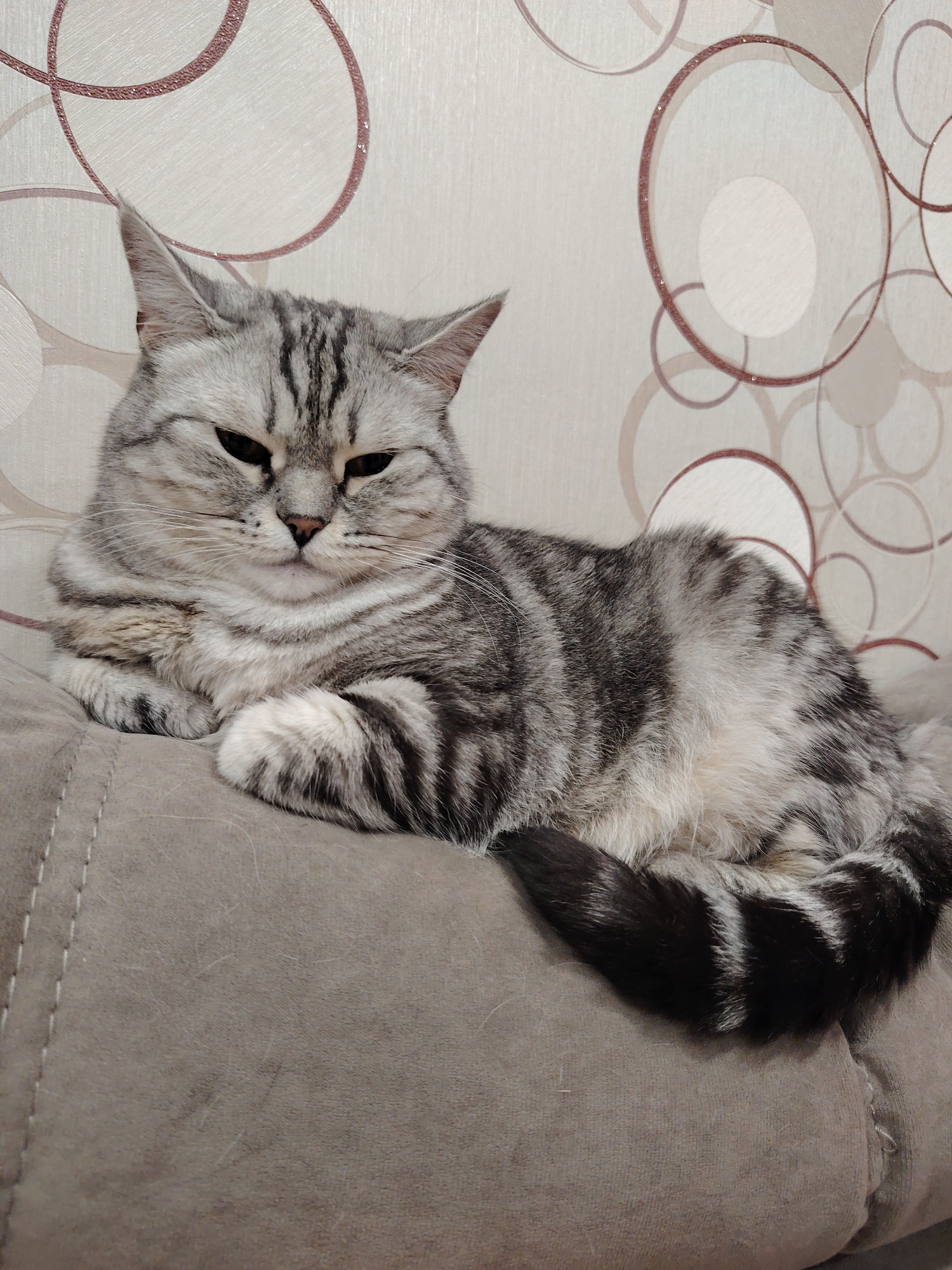 A silver tabby cat is lying down on a brown cushion. The cat's fur is striped with black and white. Its eyes are partially closed, and it appears to be relaxed. The background is a wall with a circular pattern. The cat is positioned in the center of the frame, with its tail curled around its body.