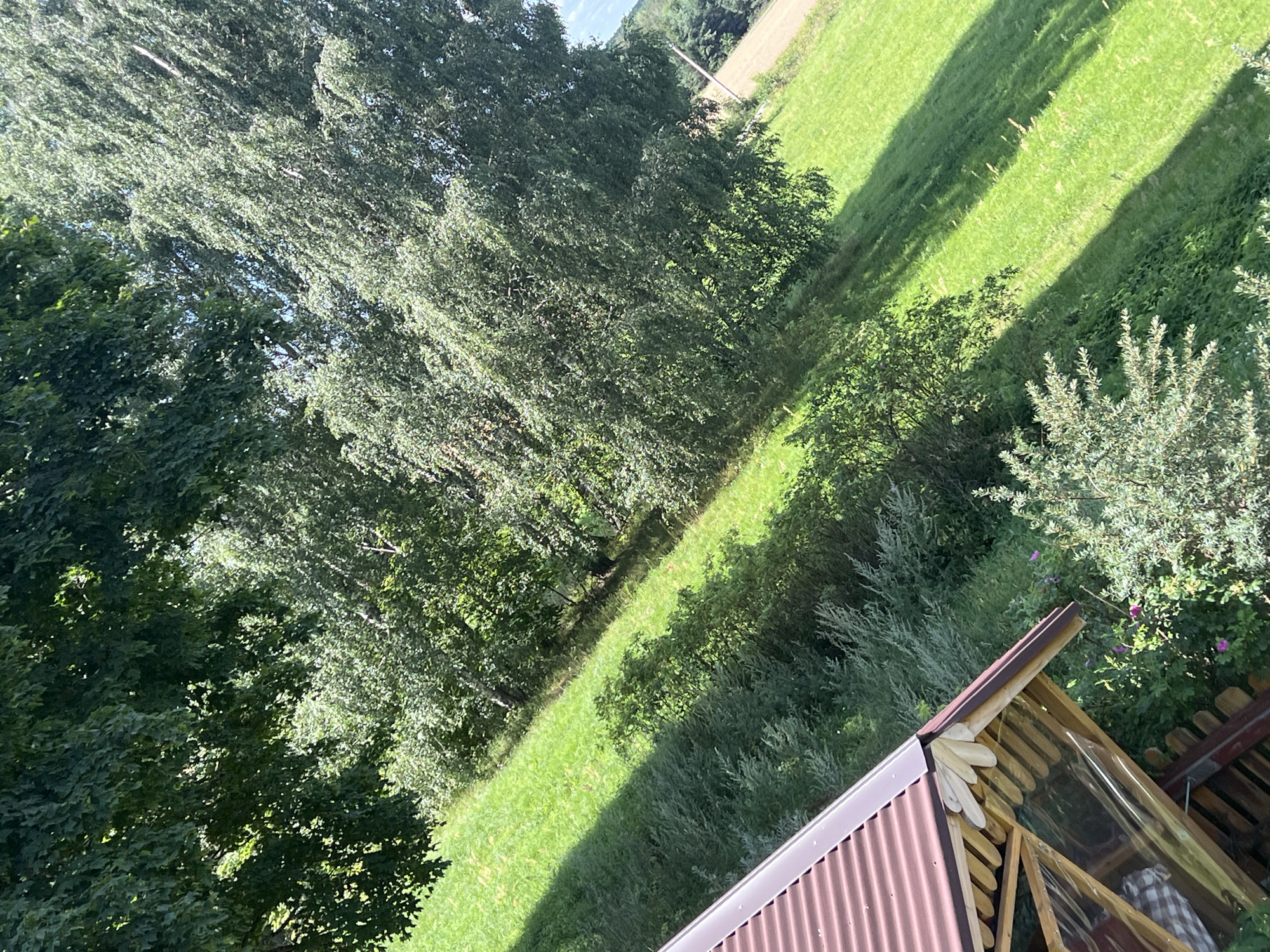 In Norviliškės, Lithuania, a high-angle shot captures a sunlit rural landscape. Dense green trees dominate the left side of the frame, their leaves rustling in the breeze. A gently sloping grassy hill, bathed in sunlight, stretches diagonally across the image, casting long, dark shadows from unseen objects. In the lower right corner, the roof of a wooden structure with a corrugated brown metal roof is visible. A section of the structure features a clear plastic covering, revealing a glimpse of a plaid fabric within. A few small pink flowers bloom amidst the greenery near the structure. The scene suggests a warm, clear day in the Lithuanian countryside.