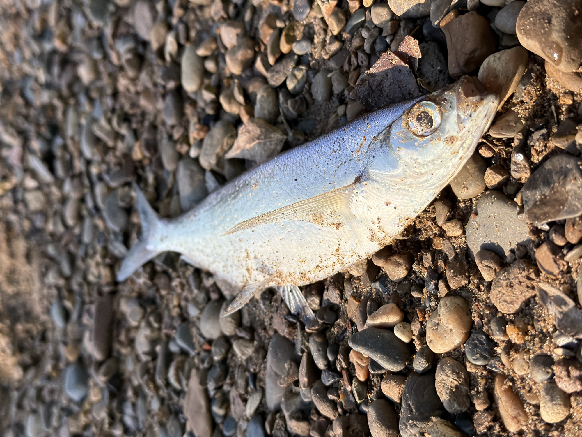 A dead, silver-colored fish lies on a bed of small, rounded rocks and sand. The fish is oriented from left to right, with its head pointing towards the right. Sand and small debris are scattered on its scales. The rocks are predominantly brown and gray. The image's lighting suggests it was taken outdoors in daylight. The location, according to the user, is Noviy, Russia, but there's no corroborating visual information to confirm this geographic location. There is no information to identify any people, interactions, or actions beyond the presence of the dead fish on the rocky ground.