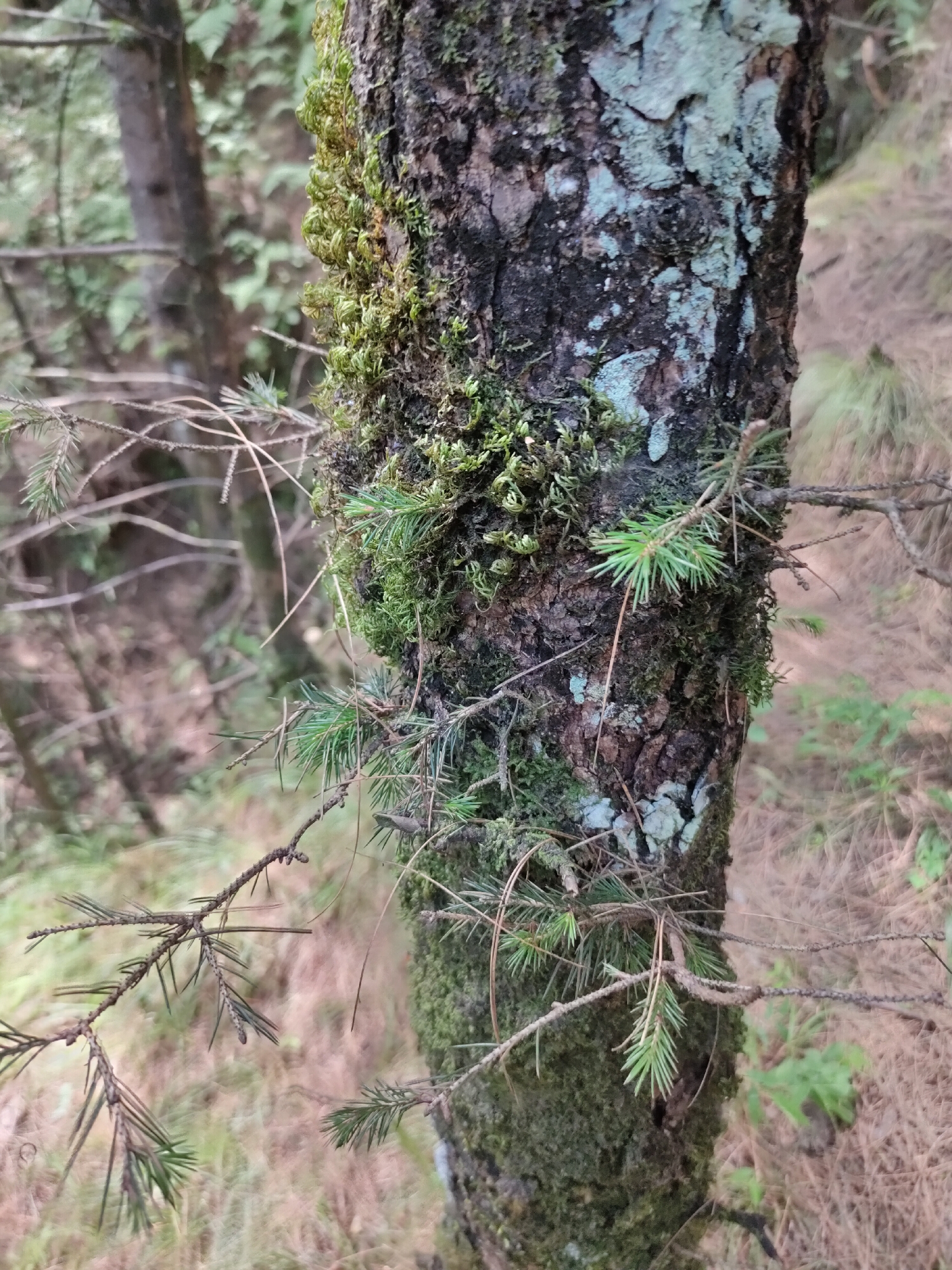 A close-up shot focuses on the textured bark of a tree trunk, which is partially covered in vibrant green moss and patches of pale blue-green lichen. Several small pine branches with green needles extend from the trunk into the foreground and middle ground, some appearing withered and brown. The background is softly blurred, showing the muted greens and browns of a forest environment, with other tree trunks and foliage visible. The scene is an outdoor natural environment, likely a forest. The image does not contain any people.