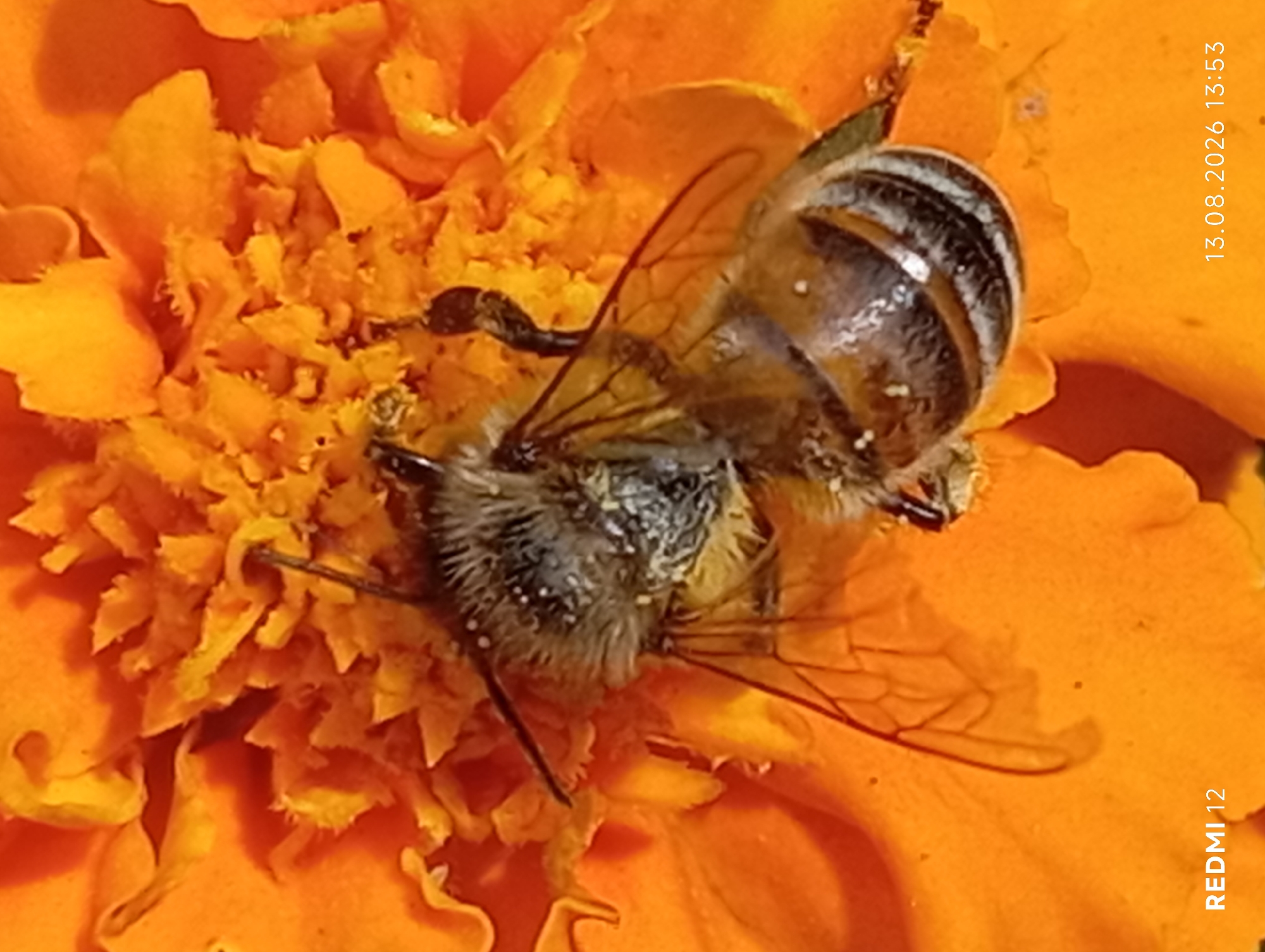 A close-up, high-angle shot captures a honey bee actively foraging on the center of an orange marigold flower. The bee, fuzzy and dark brown with yellow stripes, is positioned head-down into the flower's bloom, its legs and proboscis actively engaged with the petals and stamen. Pollen dust is visible on the bee's body, indicating recent activity. The background consists of the vibrant orange petals of the marigold, blurred to emphasize the bee and flower. The bottom left corner of the image displays the text "REDMI 12", and the bottom right corner shows the date and time "13.08.2026 13:53". The overall scene is natural and detailed, suggesting the photograph was taken outdoors, likely in a garden or park setting within the city of Smila, Ukraine.