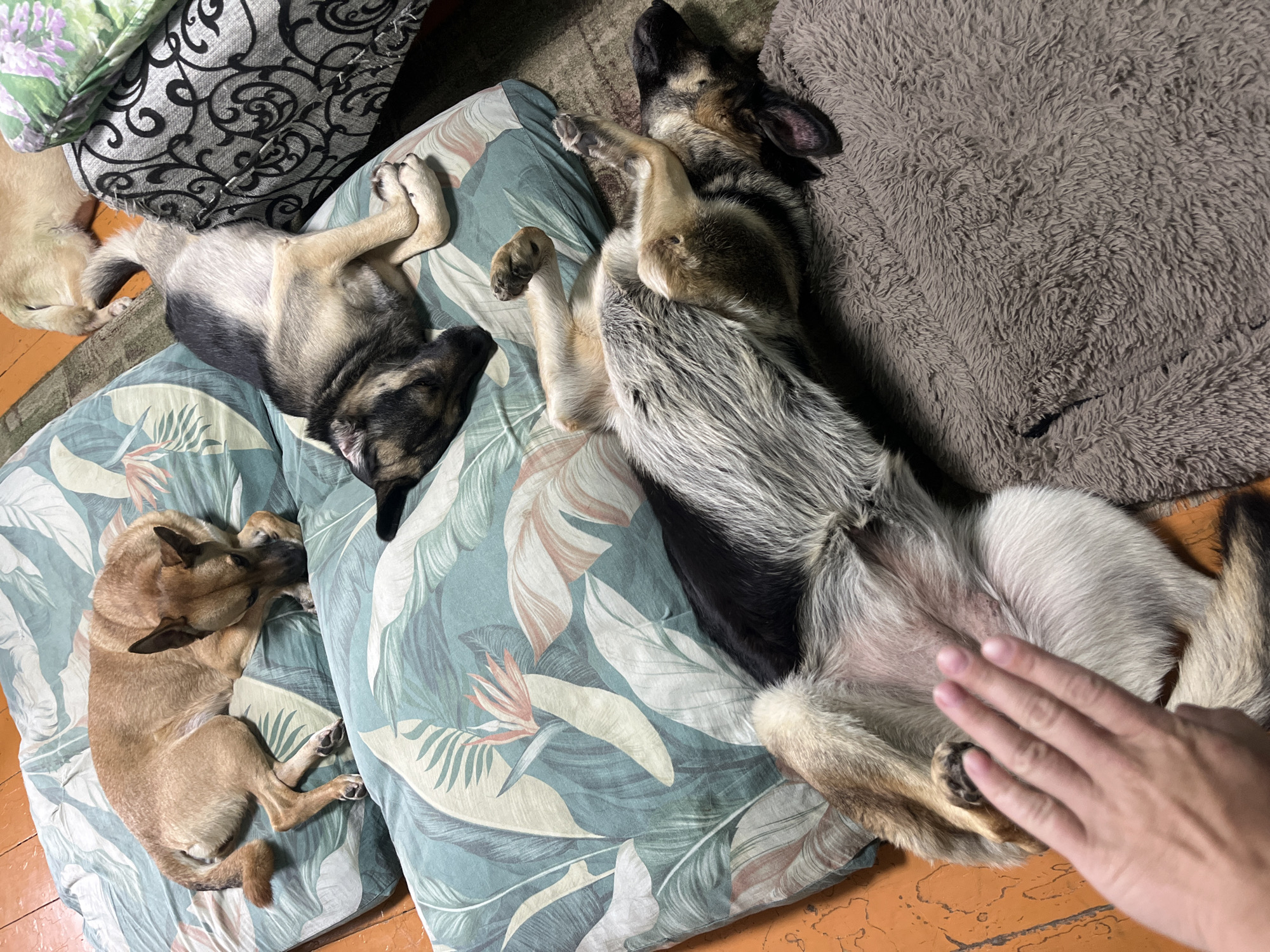 The image shows three dogs sleeping on floor cushions. Two of the dogs are German Shepherds, one is lying on its back with its paws in the air and the other is curled up on its side. The third dog is a smaller, tan-colored dog curled up on another cushion. The dogs are resting on patterned cushions and a shaggy gray blanket. A human hand is visible in the lower right corner of the image, resting on one of the dogs. The scene appears to be indoors, with wooden flooring visible. The lighting suggests it might be evening or a dimly lit room. The overall mood is peaceful and relaxed, as the dogs are all asleep. There is no visible text in the image. The location context is Nizhny Tagil, Russia.