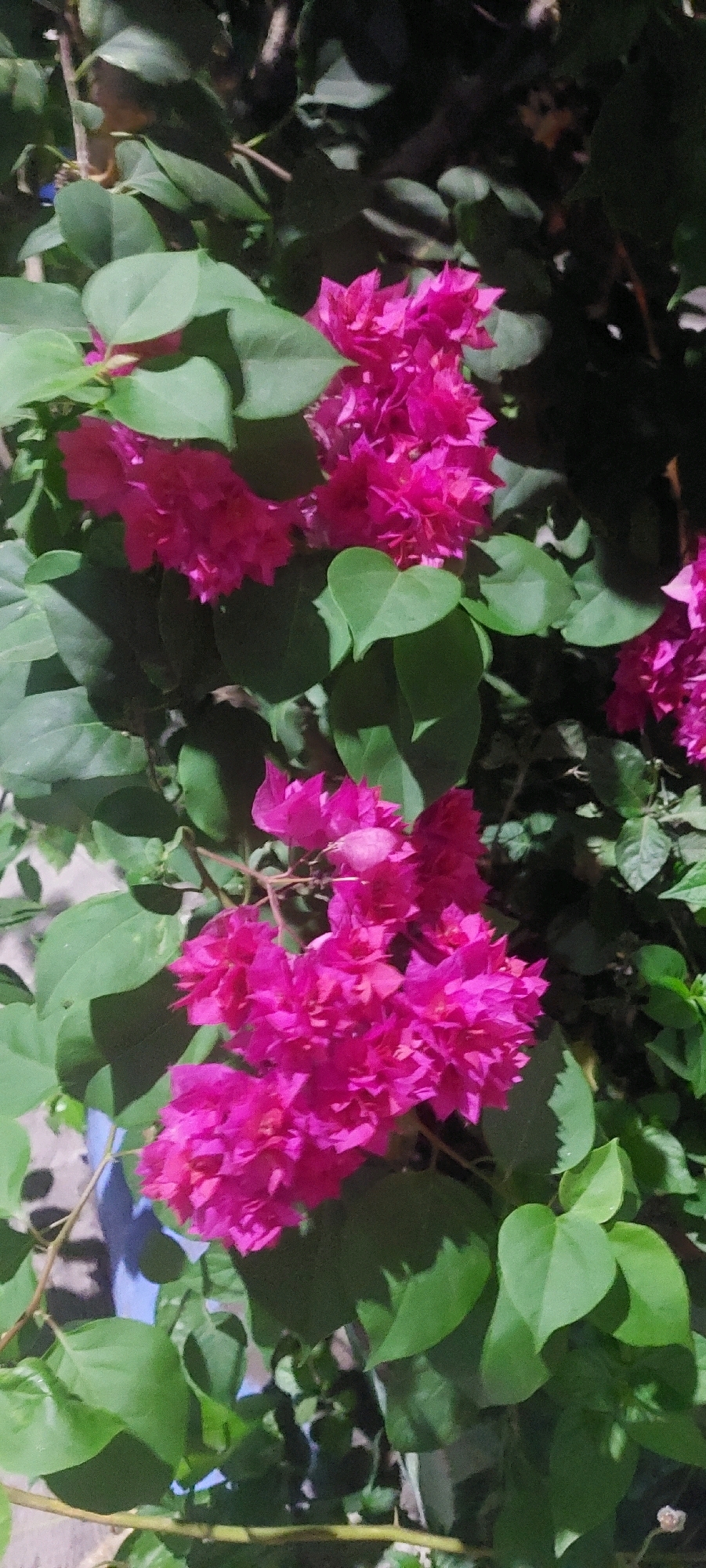 The image shows a close-up view of bright pink bougainvillea flowers with vibrant green leaves. The flowers are clustered together in several prominent bunches, with a few scattered smaller blooms visible. The leaves are a rich green and appear healthy. The background is dark and out of focus, suggesting a natural setting, possibly a garden or park. The lighting appears to be natural, possibly from the sun, casting subtle shadows on the leaves and flowers. There are no people or animals visible in the image, nor any explicit objects that can be identified as man-made structures or items. The overall impression is one of lush, natural beauty with a strong focus on the colorful blossoms and foliage.
The image does not contain any visual cues to identify its specific location within Lumajang, Indonesia.