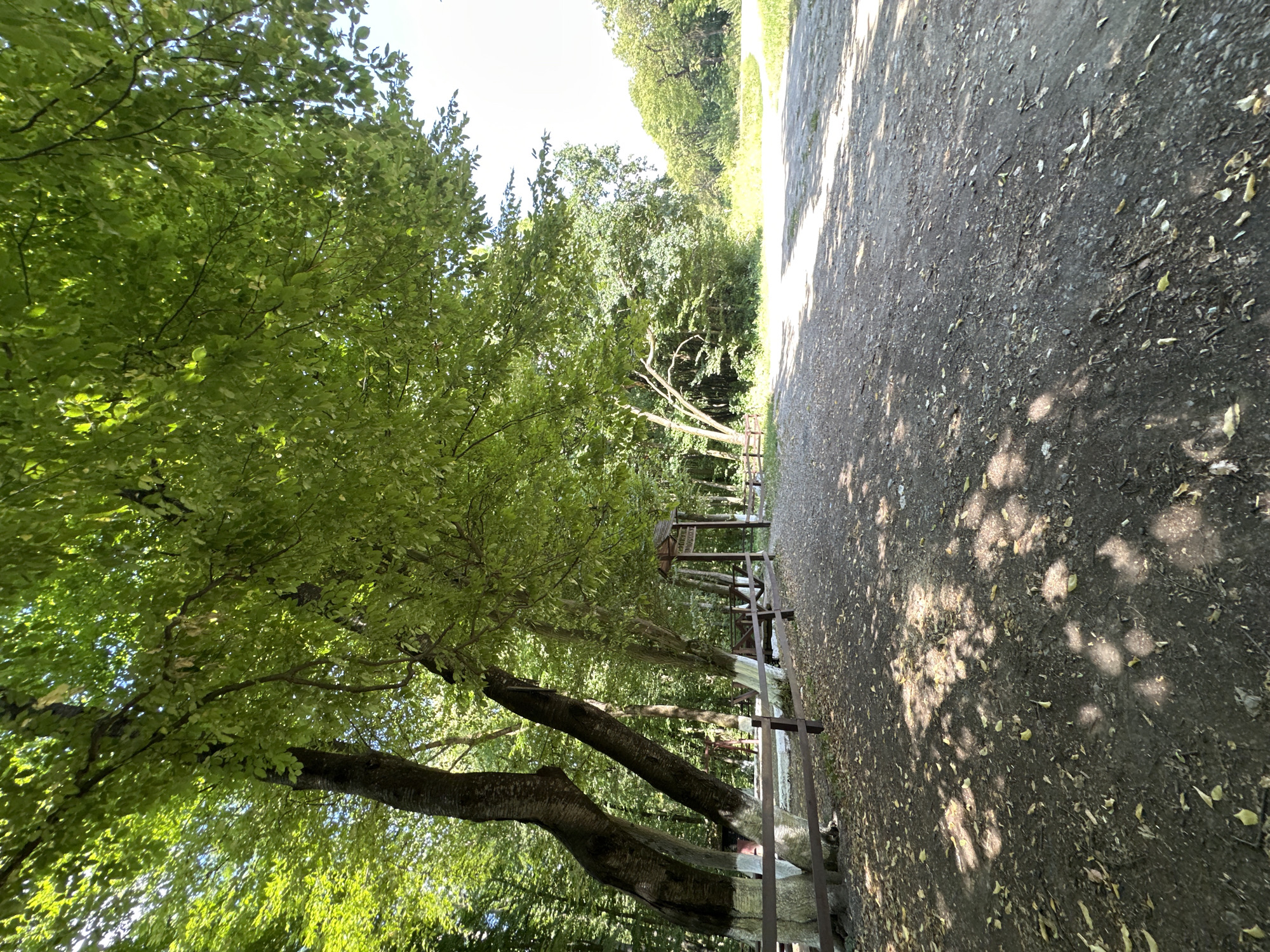 A low-angle, wide shot captures a shaded pathway in a park-like setting, possibly within Shatava, Ukraine. In the foreground, a dirt path is covered with fallen leaves and dappled with sunlight filtering through the canopy. To the left, several large trees with thick trunks are visible, their bases painted white. A rustic wooden fence runs along the edge of the path, bordering a seating area with benches. In the middle ground, a wooden archway with a sign suggests an entrance to a different part of the park. The background is filled with lush green foliage and trees, with a bright, open area visible in the distance. The scene is peaceful and evokes a sense of natural beauty.