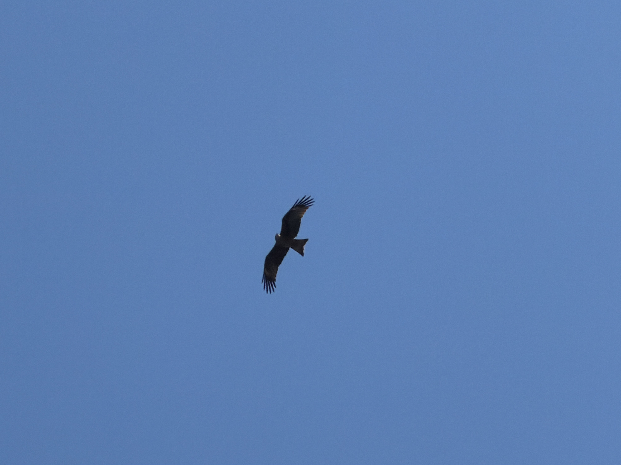 A bird of prey is flying in a clear, blue sky. Its wings are spread. The bird's plumage is a dark brown or black color, and its tail appears forked. The location is Chaikovsky, Russia. There are no other objects or entities visible in the image.