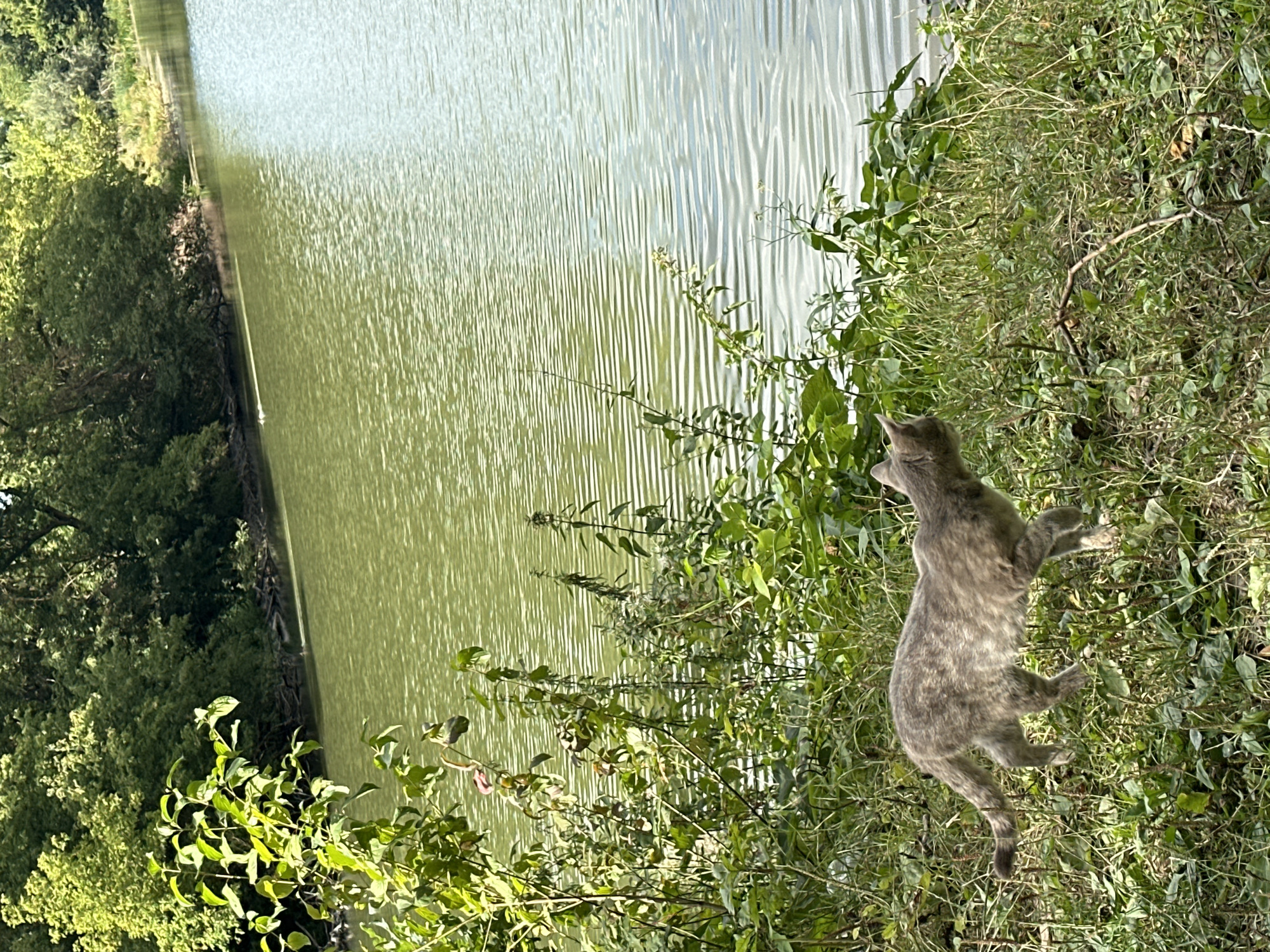 The image depicts a gray tabby cat walking through tall green grass and foliage near the edge of a body of water. The water, which appears to be a lake or pond, has a greenish hue and is rippling with sunlight. In the background, dense green trees form a natural border along the opposite shore. A small bird or other waterfowl can be seen in the distance on the water's surface. The scene is outdoors, suggesting a natural or park-like setting. There are no identifiable landmarks or structures to pinpoint a specific location within the city of Makiv, Ukraine. The lighting indicates it is daytime, likely sunny.