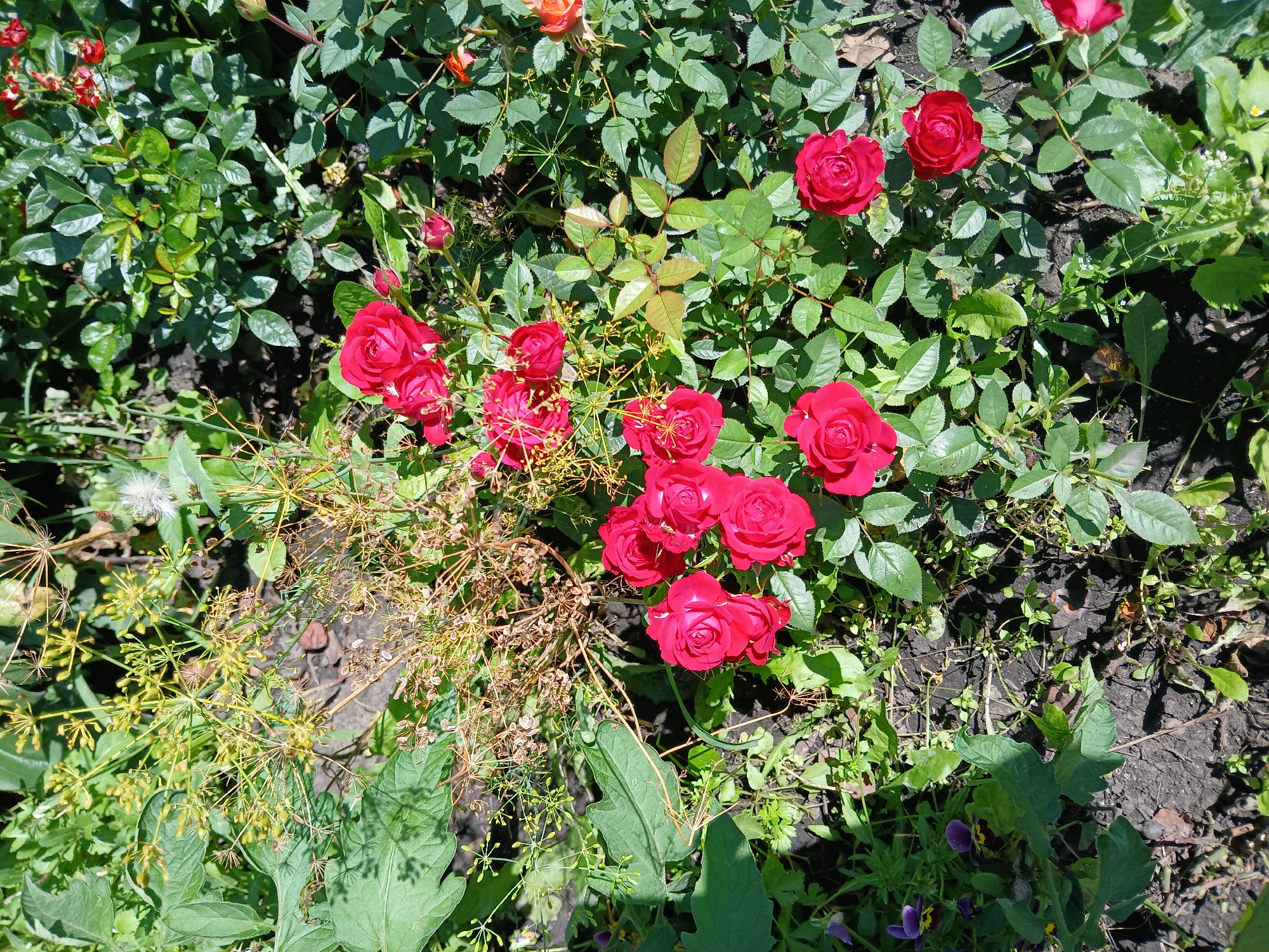 This is a top-down, medium shot image of a rose garden in Lipetsk, Russia, on a sunny day. The garden features several vibrant red roses in bloom, with some buds visible. The roses are interspersed with lush green foliage, including leaves of varying sizes and shapes, and some dried plant stalks with small seed heads. In the lower left quadrant of the image, a few small purple and yellow pansies are visible, adding a touch of contrasting color to the scene. The ground beneath the plants appears to be dark soil. There are no people or animals present in the image.