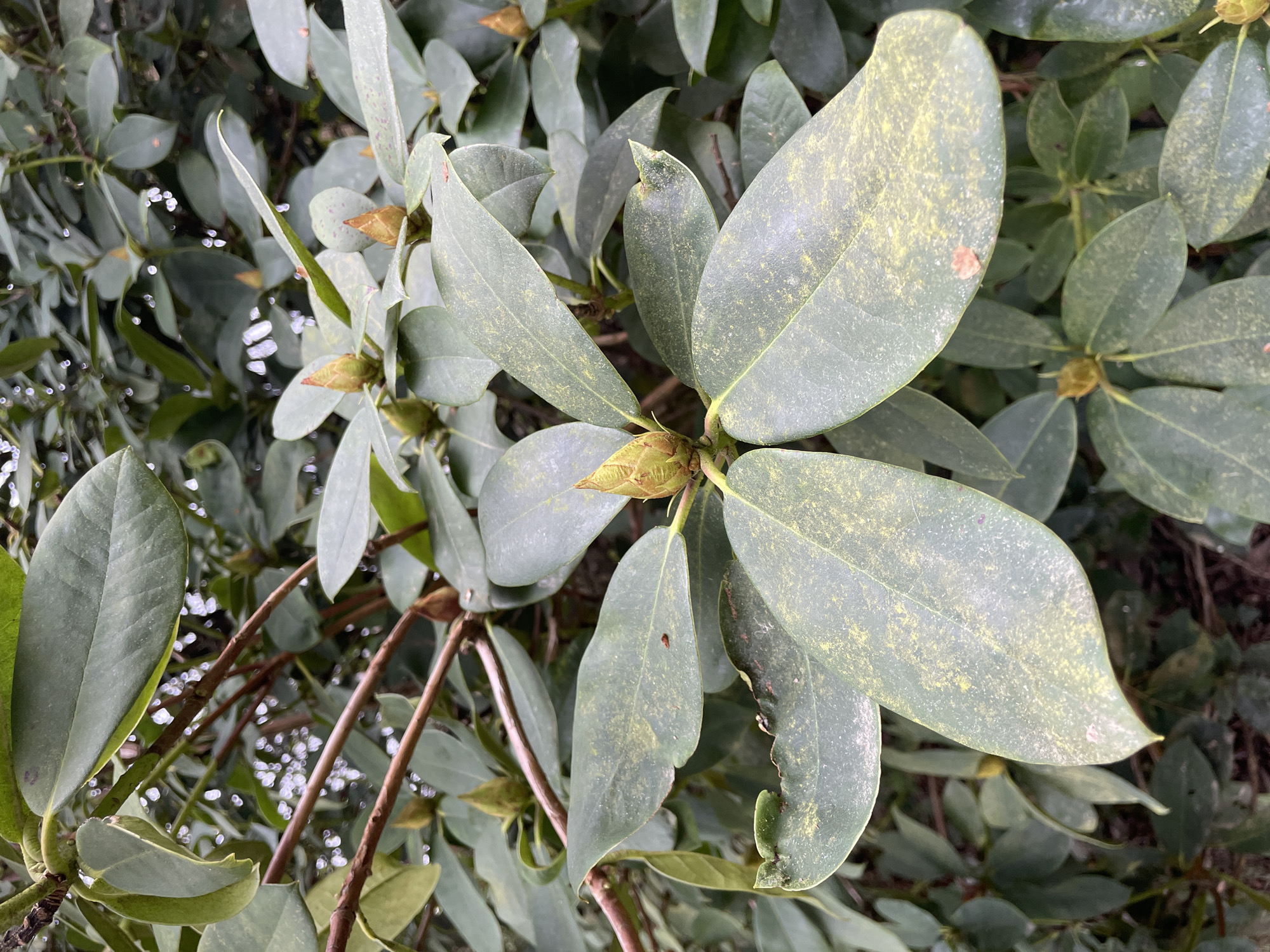 The image shows a close-up view of a rhododendron plant with green leaves and unopened flower buds. The leaves are generally broad and oval-shaped. Some leaves exhibit yellow spotting or discoloration. The background is a blurred mix of other vegetation and stems. The photograph was taken in an outdoor environment in daylight. There is no evidence of people, animals, or buildings. The location of Le Moustoir, France, is not evident from the image itself, but was provided in the prompt.