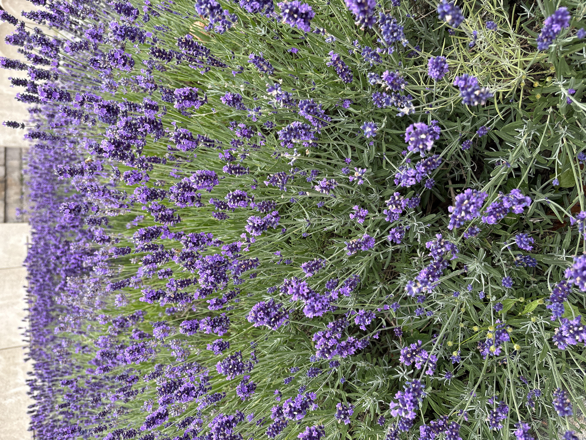 The image displays a dense field of blooming lavender flowers in Elsinore, Denmark. The lavender plants are a vibrant purple and are densely packed, creating a carpet of color. Green leaves and stems are visible amongst the flowers. In the background, a light-colored, textured wall can be seen, suggesting an urban or garden setting. No people are present in the image, and no specific actions or interactions are depicted. The focus is solely on the natural beauty of the lavender field.