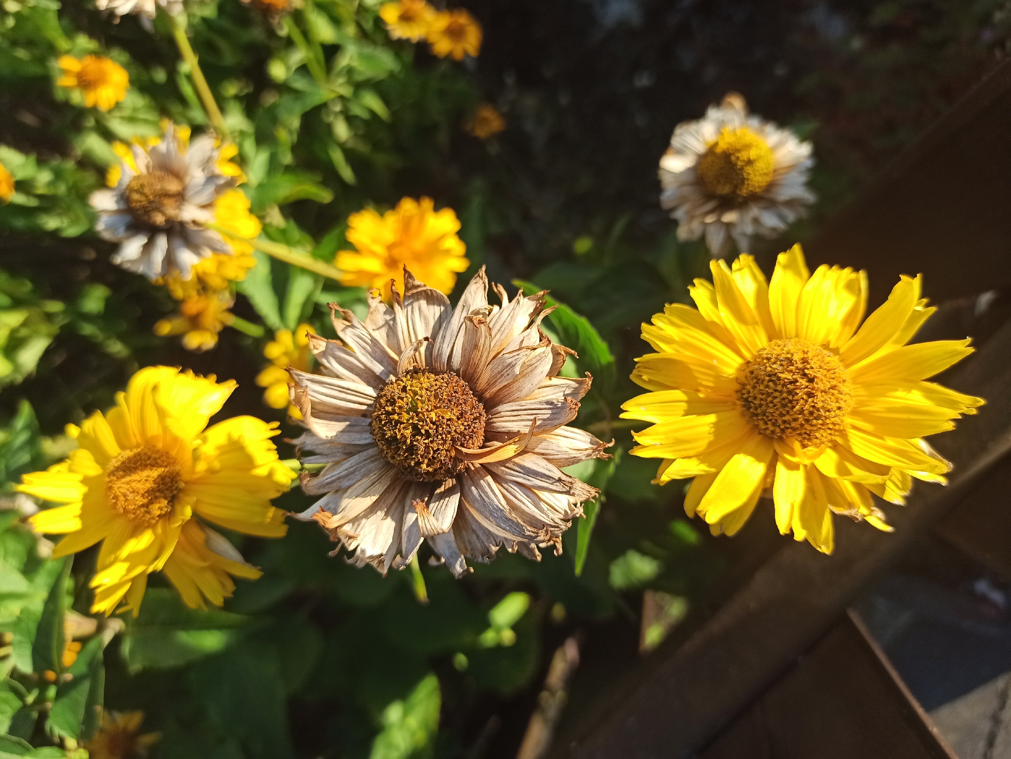 A close-up, high-angle shot shows a cluster of yellow daisies in varying stages of bloom and decay. One prominent daisy in the foreground is bright yellow with fully opened petals and a brown, textured center. Slightly behind it and to the left, another yellow daisy is partially obscured by leaves. To the left of the main daisy, a dried-out daisy displays faded, brown petals and a dried center, indicating it is past its prime. In the background, more yellow flowers are visible, some in full bloom and others beginning to wilt. The scene is illuminated by sunlight, casting shadows and highlighting the textures of the flowers and foliage. A dark, wooden surface is visible in the lower left corner of the image. The environment appears to be an outdoor garden, likely in a residential or park setting. No people or specific location details beyond the general environment are discernible.
