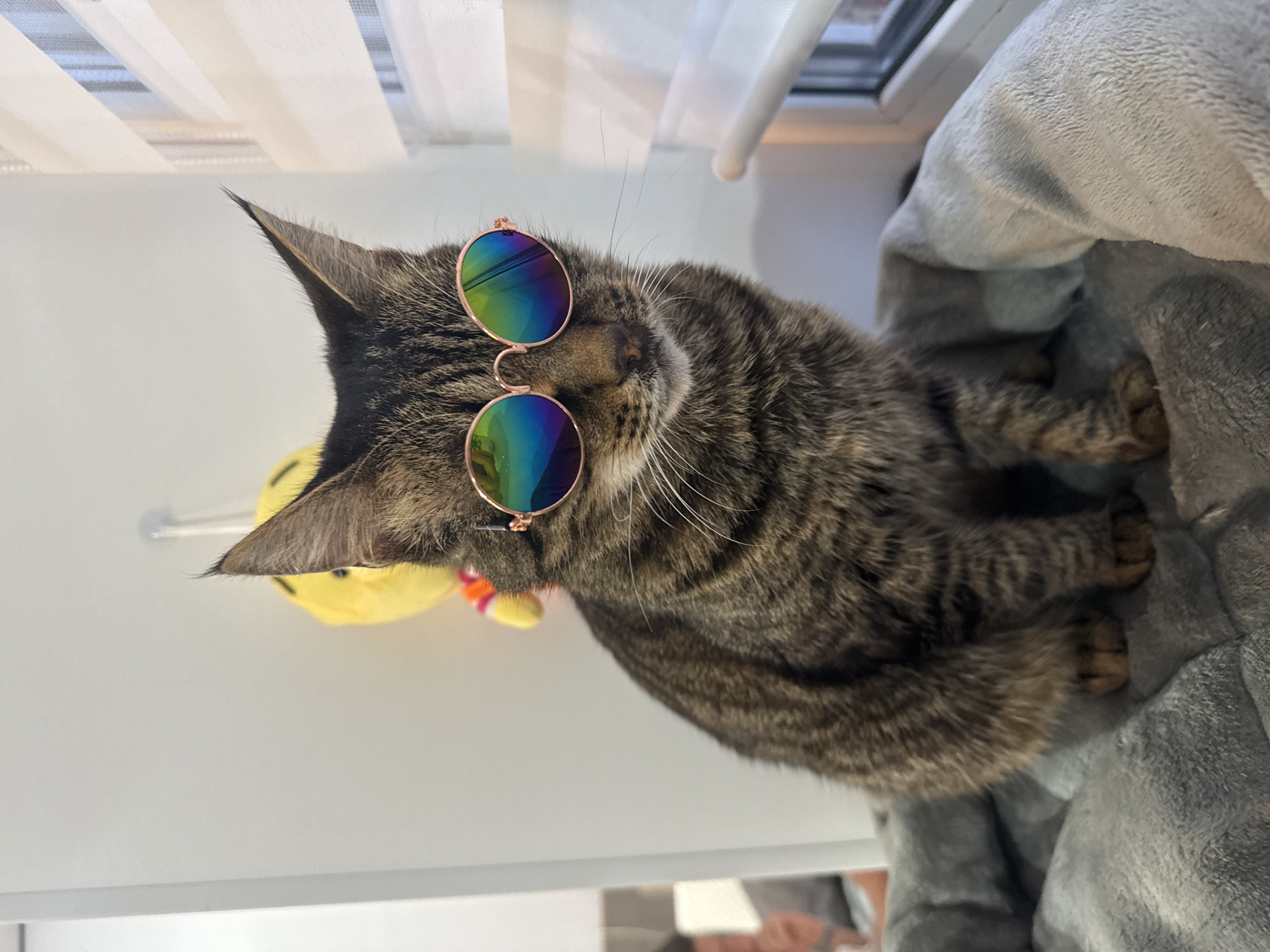 A tabby cat is prominently featured in this indoor shot, captured from a slightly elevated perspective. The cat, with its distinctive striped brown and grey fur pattern and long white whiskers, is seen wearing a pair of small, round sunglasses. The sunglasses have iridescent, rainbow-colored lenses and thin, rose-gold colored frames, giving the cat a playful and stylish appearance.
The cat is comfortably nestled on a soft, textured grey blanket or pet bed, which takes up a significant portion of the lower right side of the frame. Behind the cat's left ear, a portion of a bright yellow plush toy, possibly a duck or chick with orange striped accents, is visible.
The background consists of light-colored elements. Above the cat, white horizontal blinds or curtains are visible, suggesting the presence of a window and natural light. The lighting appears bright and even, indicating it is daytime. The cat itself is resting on a flat, light-colored surface, possibly a shelf or windowsill. The cat's expression is obscured by the sunglasses, but the overall scene conveys a whimsical and endearing mood. There is no visible text in the image. The specific location of "Chernushka, Russia" is not discernible from the visual cues in the image itself.