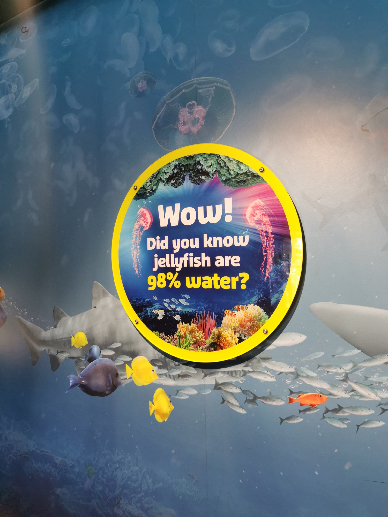 This media file captures an engaging underwater-themed informational display, likely within an aquarium or public exhibit in London, United Kingdom. The central focus is a prominent circular sign with a bright yellow border, affixed to a larger mural depicting a vibrant ocean environment.
The sign features the large, white exclamation "Wow!", followed by the intriguing question: "Did you know jellyfish are 98% water?". Inside the sign's circle, a dynamic image showcases two vivid pink jellyfish glowing against a dark blue background, surrounded by lush coral reefs and a school of small fish.
The background mural extends beyond the sign, creating a comprehensive underwater scene. Numerous translucent jellyfish of varying sizes drift across the blue expanse. Below them, a diverse array of marine life is depicted: a large grey shark-like fish, smaller yellow tangs, a dark blue surgeonfish, an orange fish, and dense schools of silver fish. Portions of coral reef formations are also visible, particularly towards the bottom left. On the far right, the back of a large grey marine creature, possibly a whale shark or large ray, is partially visible. The entire display aims to educate and evoke a sense of wonder about marine life, presented in a visually stimulating manner.