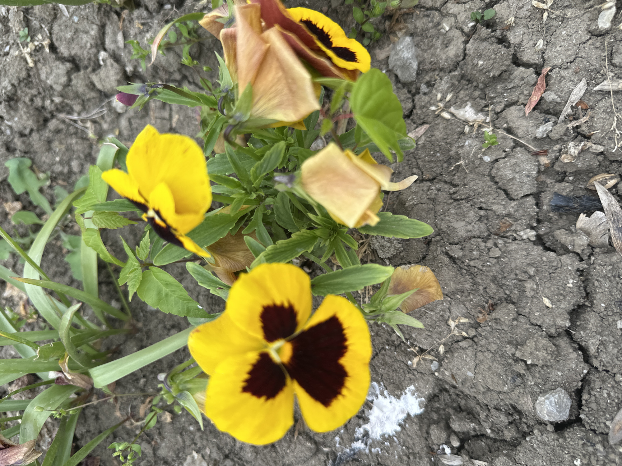 The image shows a close-up view of several pansy flowers growing in cracked, dry soil. The pansies are primarily yellow with dark brown centers, with some petals showing signs of wilting or discoloration (tan/brown). Green leaves surround the flowers. Some white substance is on the ground. The location is likely Vidin, Bulgaria, based on the prompt, but there is no explicit evidence of this in the image itself. No people are visible.