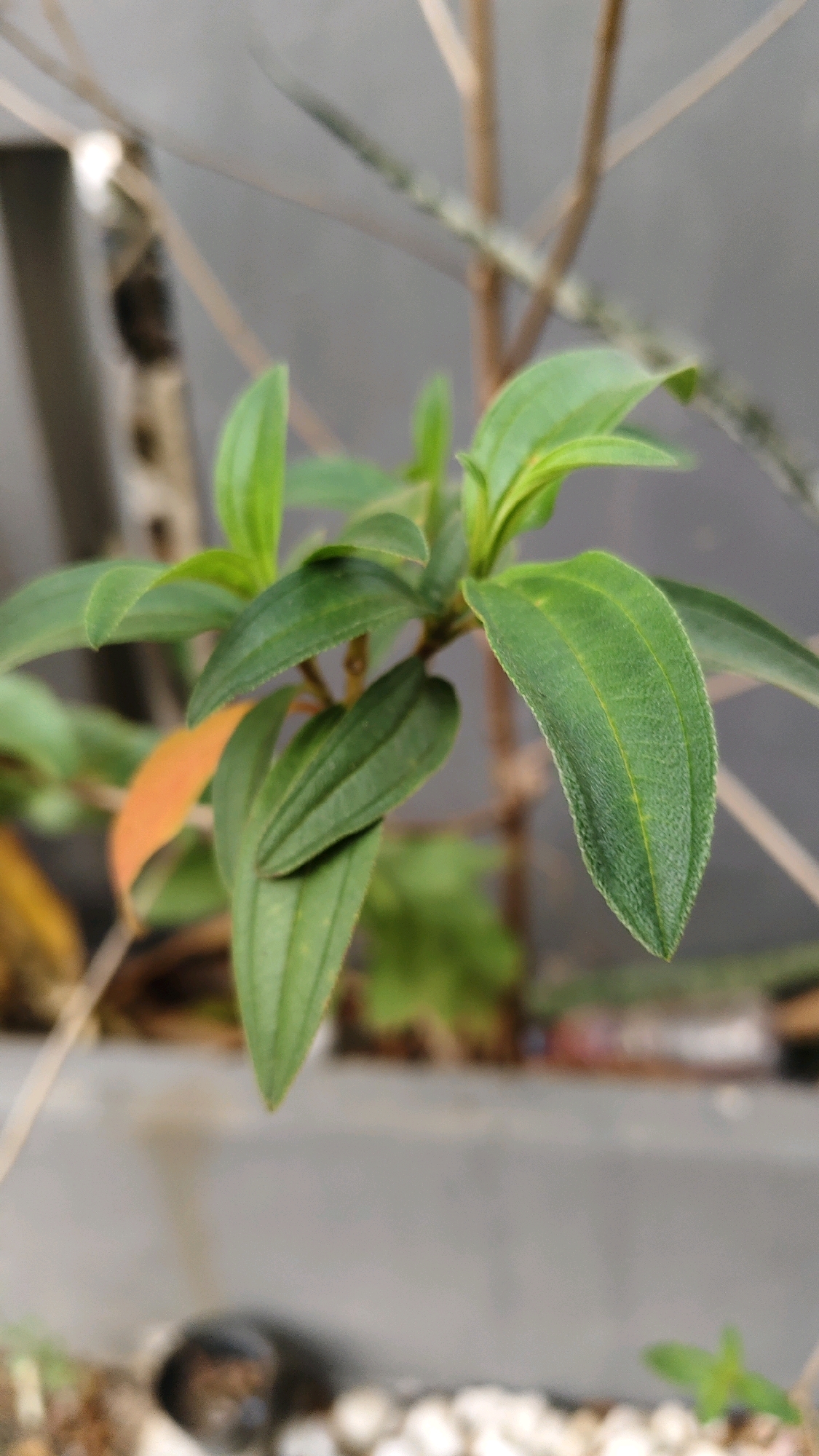 A close-up, slightly blurry photograph captures a vibrant green plant with several ovate leaves. The leaves are arranged in clusters along slender brown stems, with prominent veins visible on their surfaces. One leaf exhibits an orange-brown hue, suggesting it is either drying or a different variety. In the background, out-of-focus branches and a gray wall create a muted backdrop. At the bottom of the frame, the blurry outlines of small white pebbles and a dark, indistinct object are visible. The scene appears to be an outdoor setting, possibly a garden or patio, with no people or discernible human activity. The lighting suggests it is daytime, with soft light illuminating the plant. While the specific location in Banjarmasin, Indonesia, is not visually evident, the presence of such a plant could indicate a common garden species found in the region.