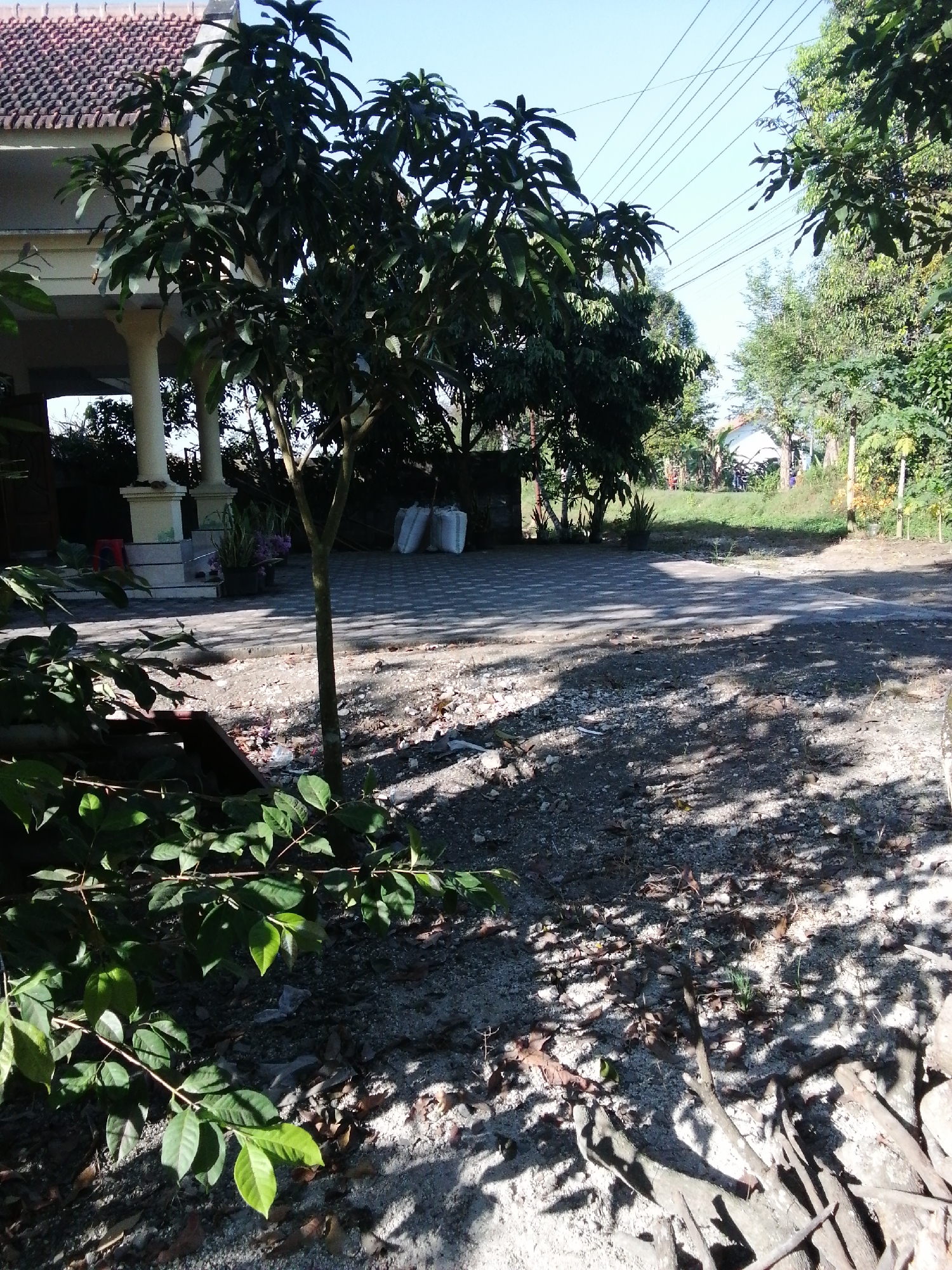 The image shows a residential property with a house and surrounding vegetation. In the foreground, there are leafy branches of a plant casting shadows on the ground, which is composed of sand and small stones with scattered dry leaves. A thin tree trunk stands in the middle ground, also casting shadows. To the left, the side of a house is visible, featuring a tiled roof, white columns, and a porch area. Beyond the house, a paved area with a repeating geometric pattern is present, and further back, several large white sacks are stacked. The background consists of lush green trees and vegetation, with power lines visible in the sky. The scene appears to be outdoors in a sunny environment, likely a rural or suburban setting.