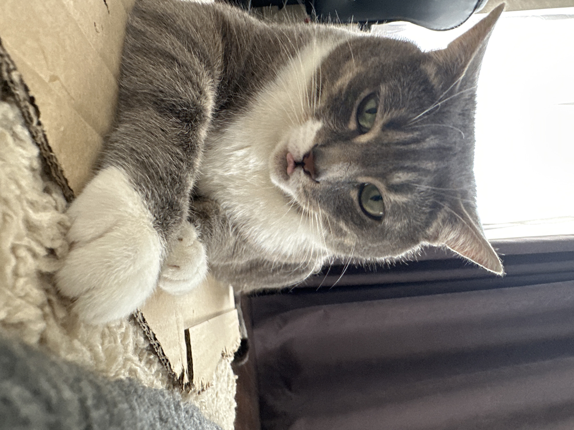 A domestic cat with gray tabby stripes and white fur on its face, chest, and paws is captured in a close-up, upward-looking shot. The cat has striking green eyes and a small portion of its pink tongue is visible, indicating a slight 'blep'. It is lying down, looking directly at the camera, with its front paws tucked.
The cat appears to be resting on a combination of materials. To its left and underneath, there is a light brown, corrugated cardboard surface, possibly part of a box or scratcher. Below the cat's left side, a light-colored, textured, fluffy material, resembling a blanket or rug, is visible.
Bright natural light streams in from the right side of the frame, highlighting the cat's fur and whiskers. In the upper right background, a bright white area suggests a window or strong light source, while a dark brown or black textured fabric, possibly a curtain or furniture, fills the lower right background. The setting is indoors, creating a cozy and relaxed atmosphere for the cat. No text is visible in the image.