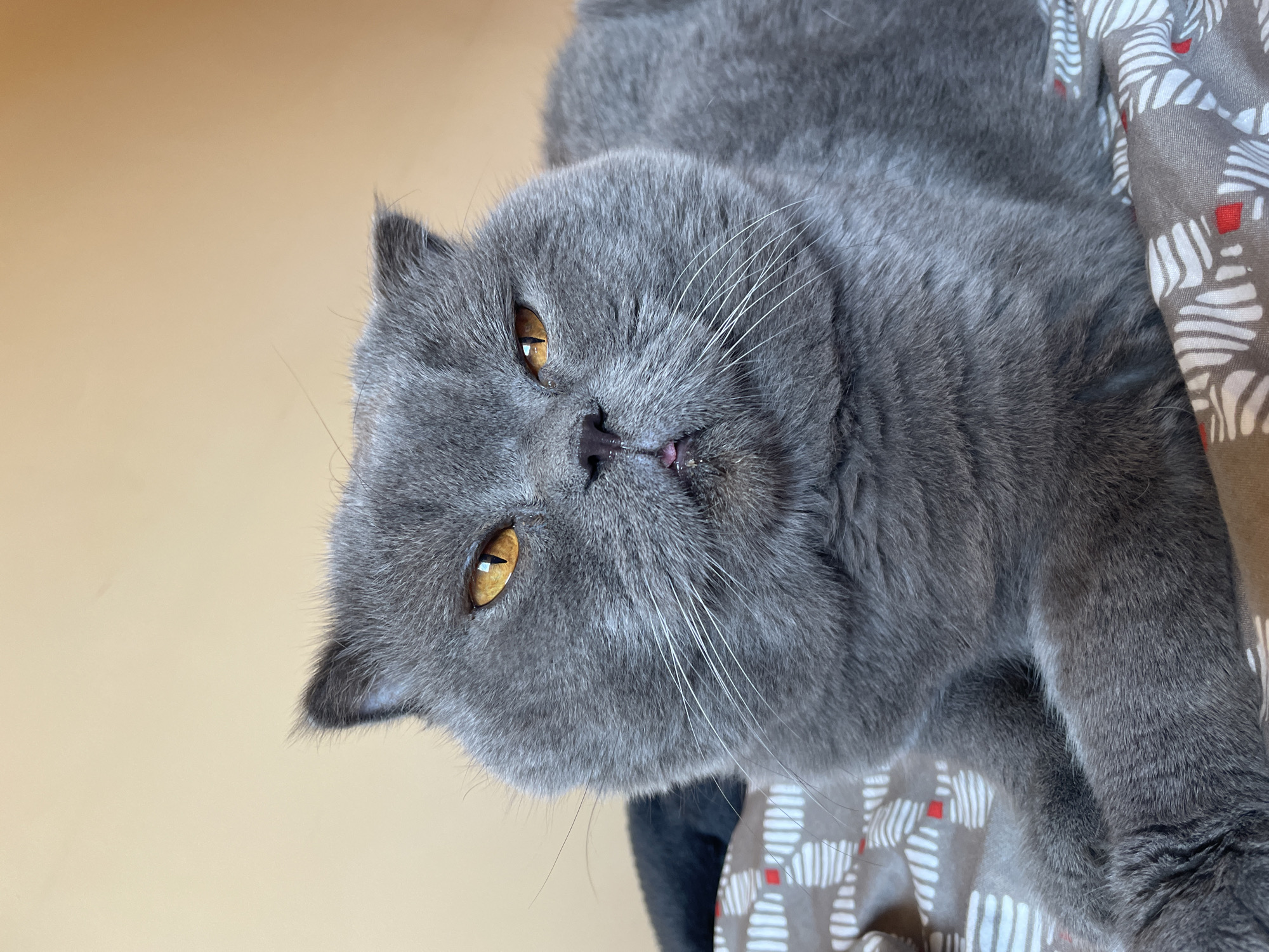 A close-up, eye-level medium shot captures a British Shorthair cat with grey fur and striking orange eyes. The cat is lying down, its head slightly tilted, and appears to be looking directly at the camera with a somewhat grumpy or judgmental expression. A small pink tongue is visible, peeking out from its mouth. The cat is resting on a patterned blanket with a light brown background and a design of white abstract shapes and small red squares. The background behind the cat is a plain, light beige wall. The lighting is soft and even, highlighting the texture of the cat's fur and the details of its face.
