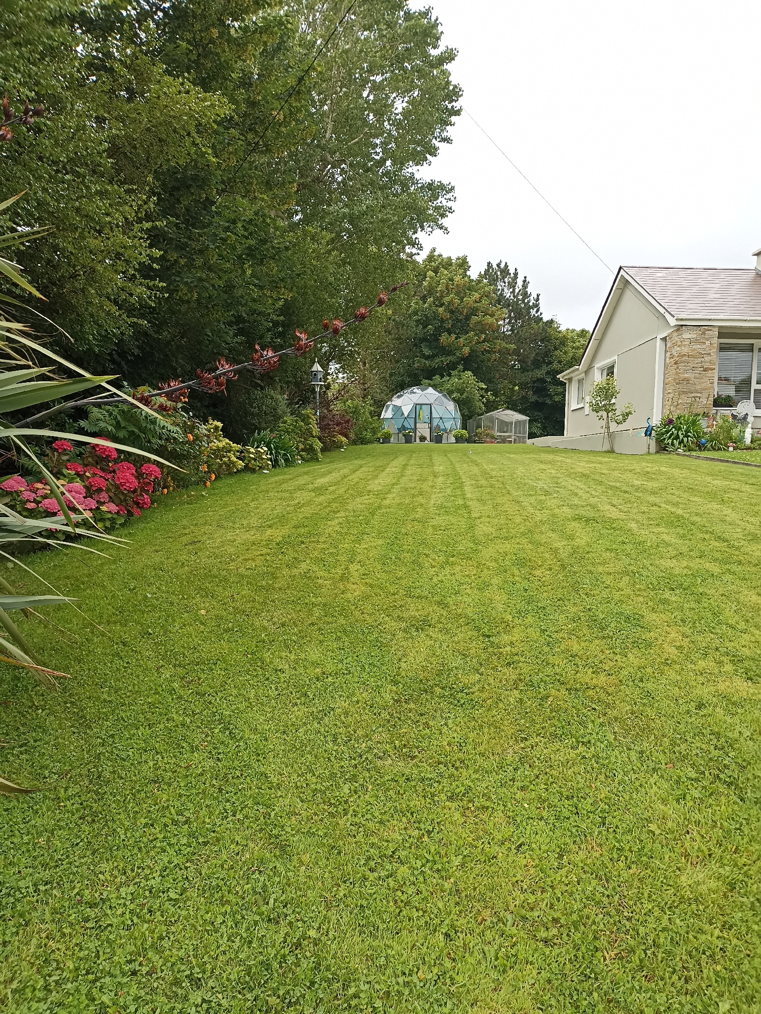 The image depicts a well-maintained garden in Annagry, Ireland. The foreground is dominated by a vibrant green lawn, neatly mown with visible stripes. To the left, a cluster of pink and red hydrangeas adds a splash of color, bordered by the spiky leaves of a palm-like plant. In the middle ground, a distinctive geodesic dome greenhouse and a smaller, rectangular greenhouse stand on the grass. Further back, a light-colored house with a stone-accented facade is visible, partially obscured by lush green trees and foliage. A few decorative garden ornaments, including what appear to be peacock statues, are placed near the house. The sky is overcast, suggesting a cloudy day. There are no people or animals visible in the scene.
